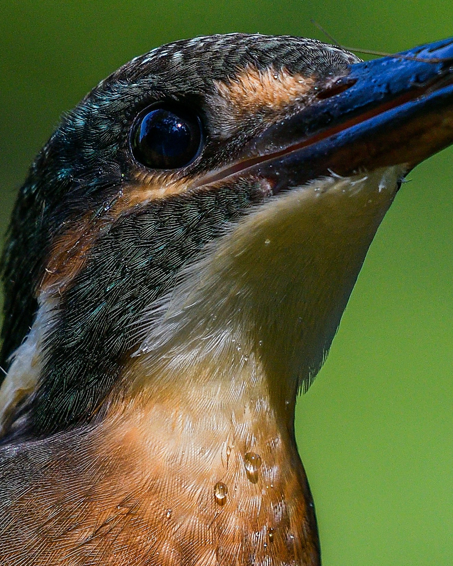 鮮やかな色合いの小鳥のクローズアップ画像 鳥の目と羽の詳細が見える