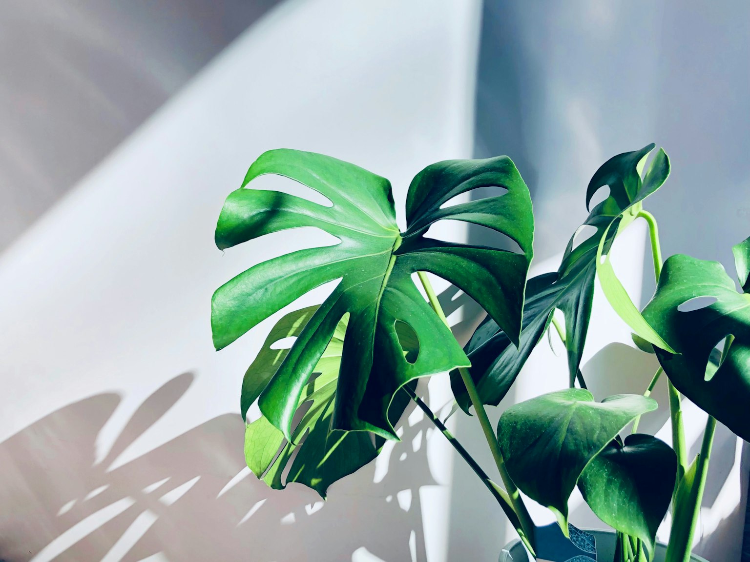 Una foglia di Monstera verde vibrante illuminata dalla luce