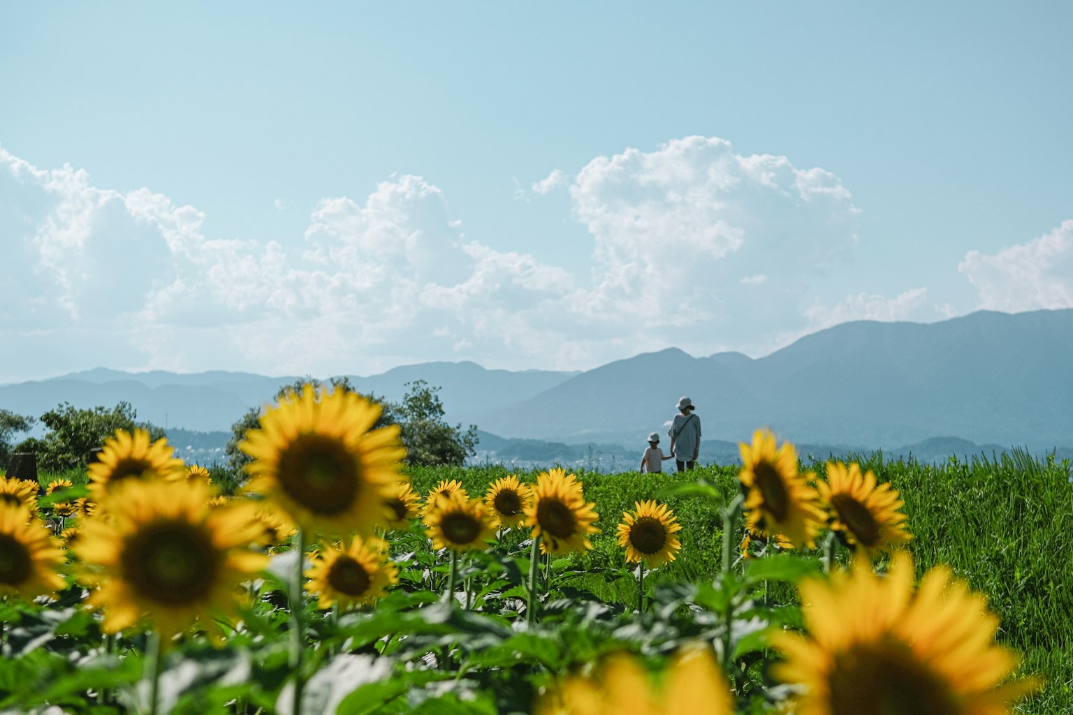 Zwei Personen, die durch ein Sonnenblumenfeld unter einem blauen Himmel mit Bergen im Hintergrund spazieren