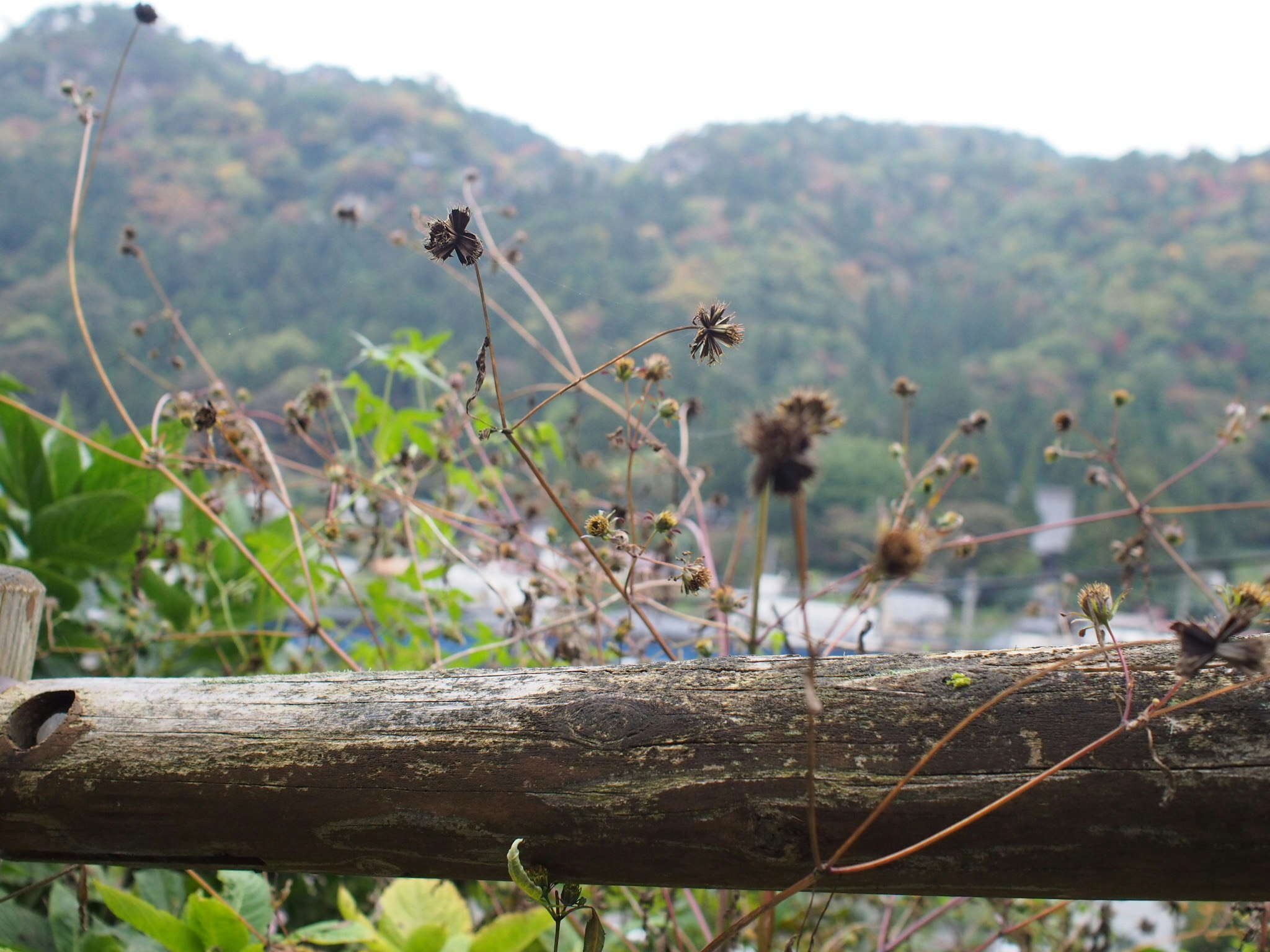 山あいの自然を背景にした枯れ草と木の切り株のある風景