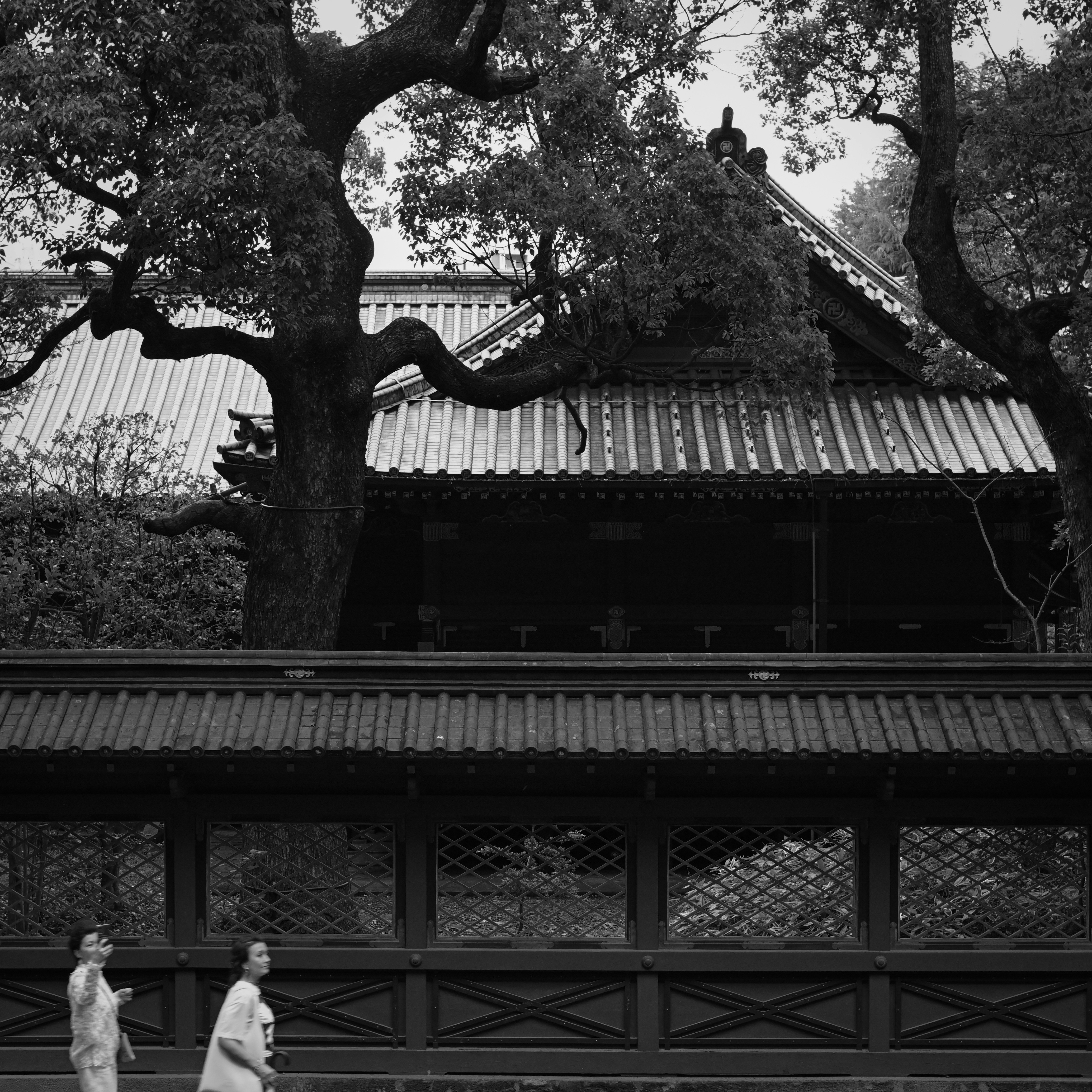 雨模様の神社建物と木々のある境内