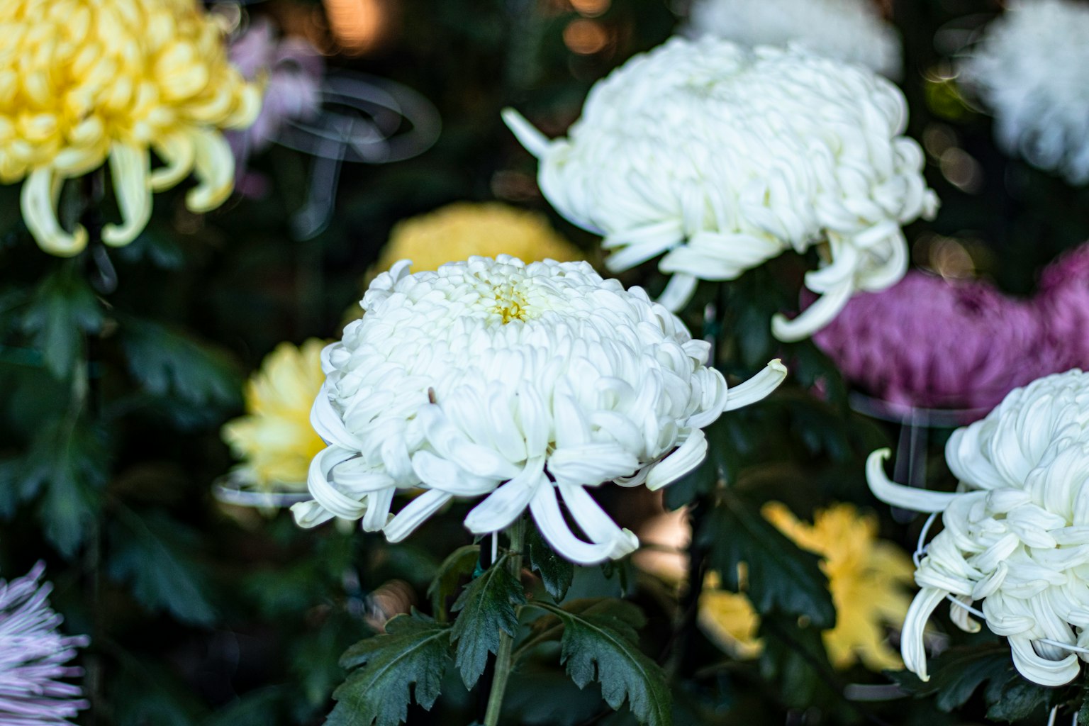 Weiße Chrysanthemen blühen mit bunten Chrysanthemen im Hintergrund