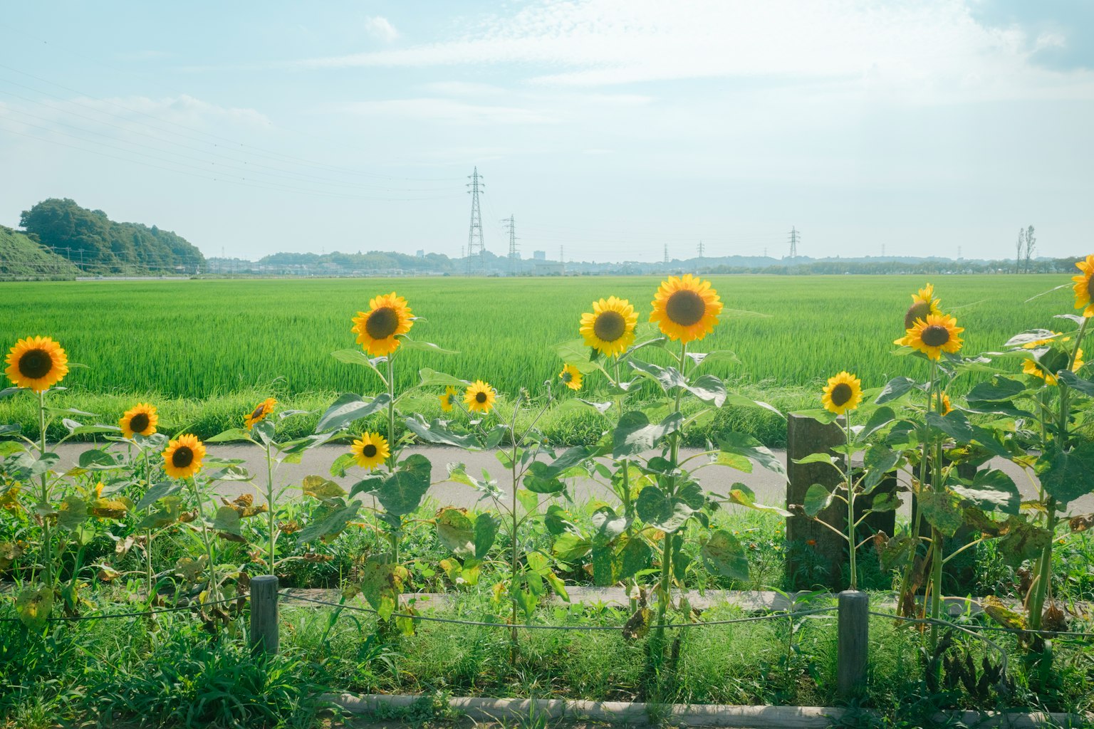 Feld von Sonnenblumen mit grünen Reisfeldern im Hintergrund