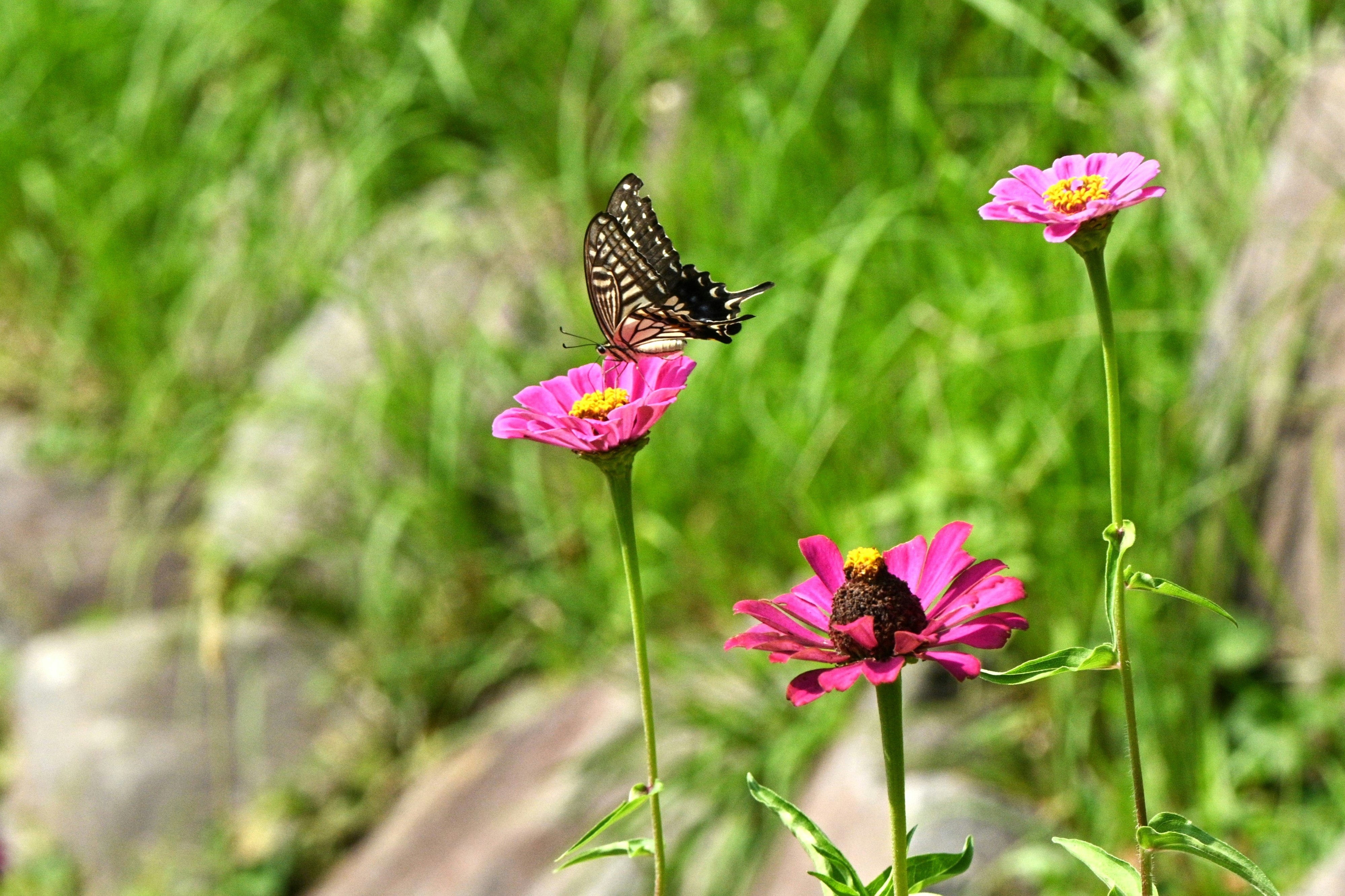 ヒャクニチソウにとまる蝶のある草地の花