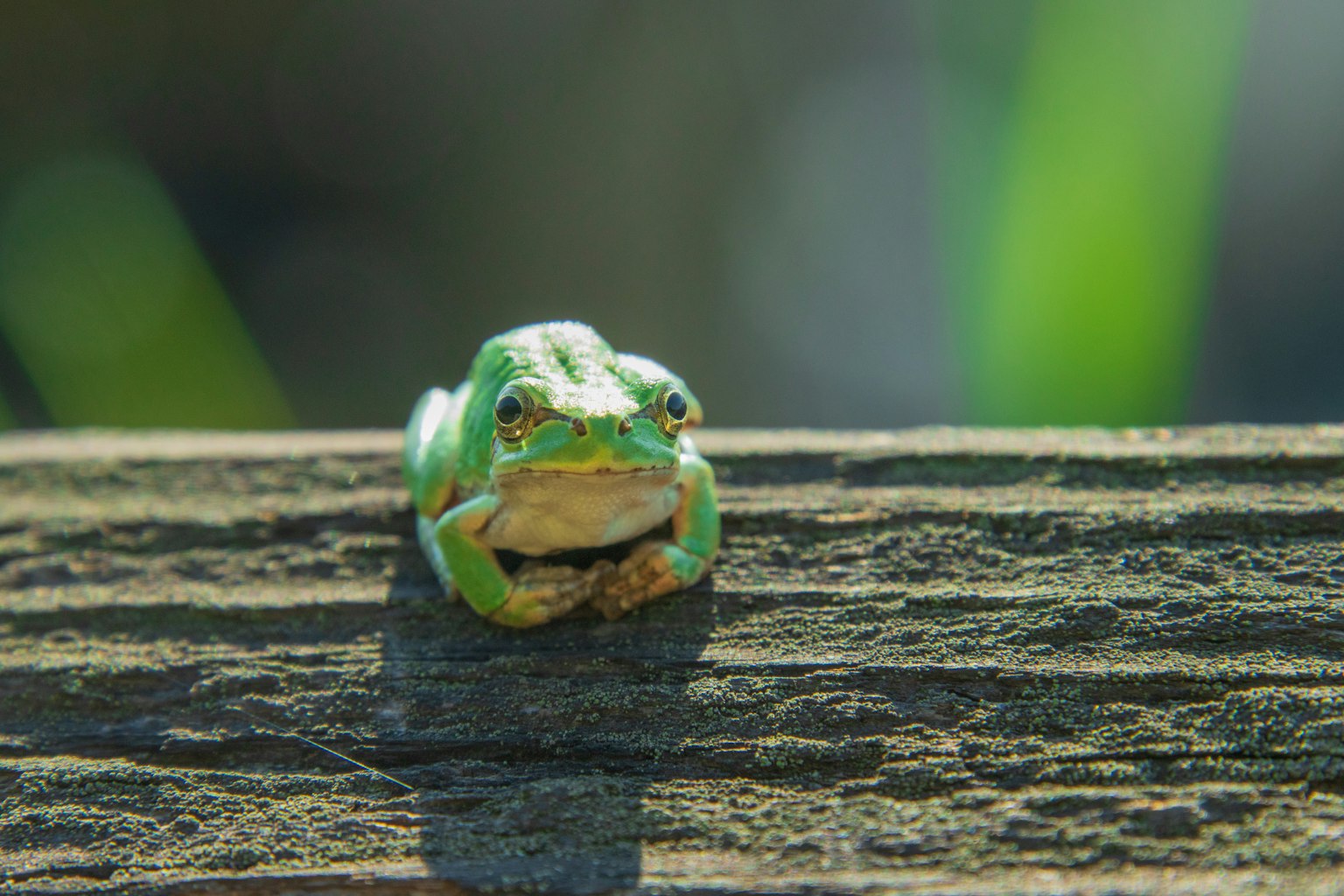 Grüne Frosch sitzt auf einer Holzoberfläche