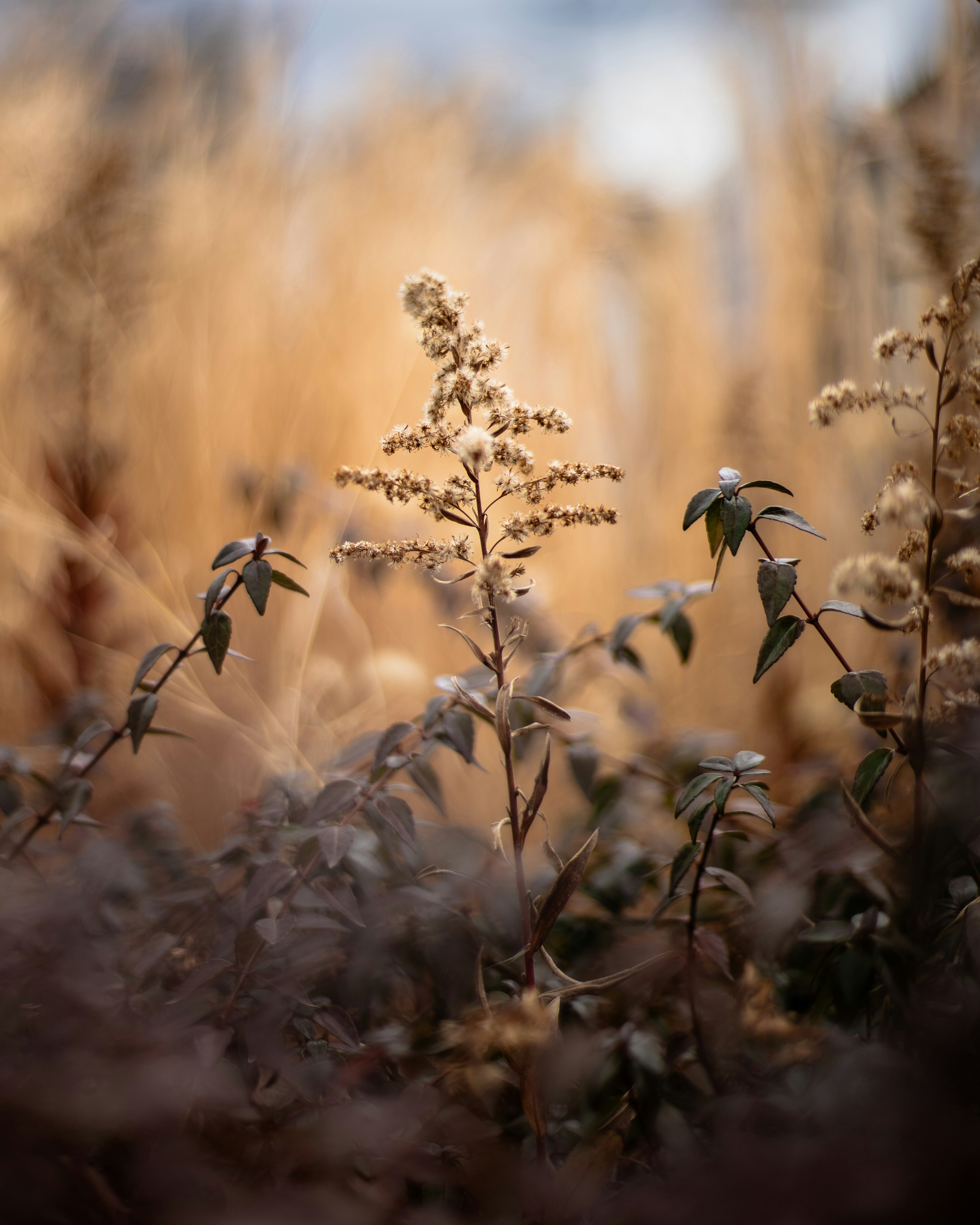 草むらに咲く小さな花と穂のある自然の風景
