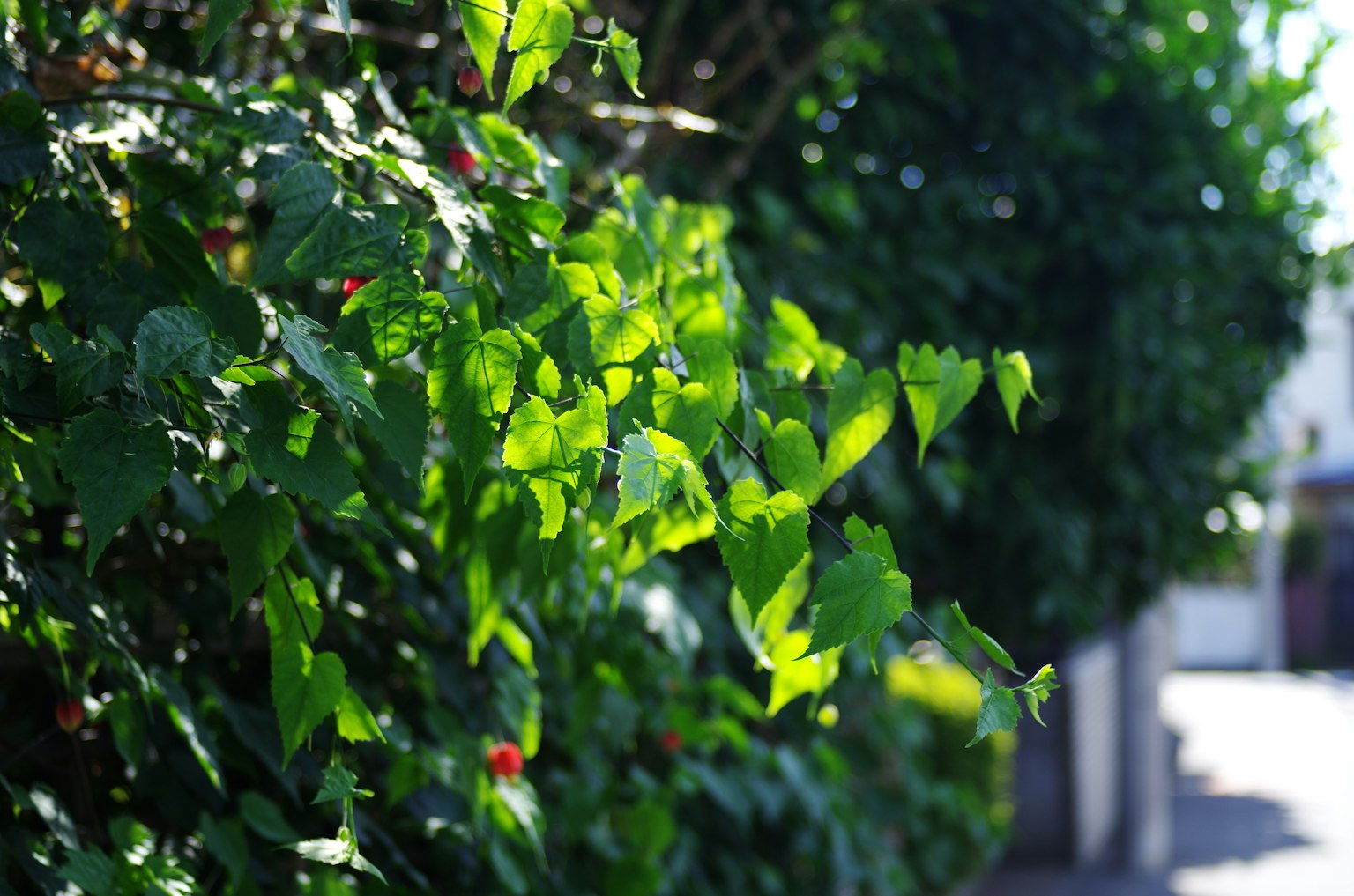 Close-up of lush green leaves on a hedge beside a sidewalk
