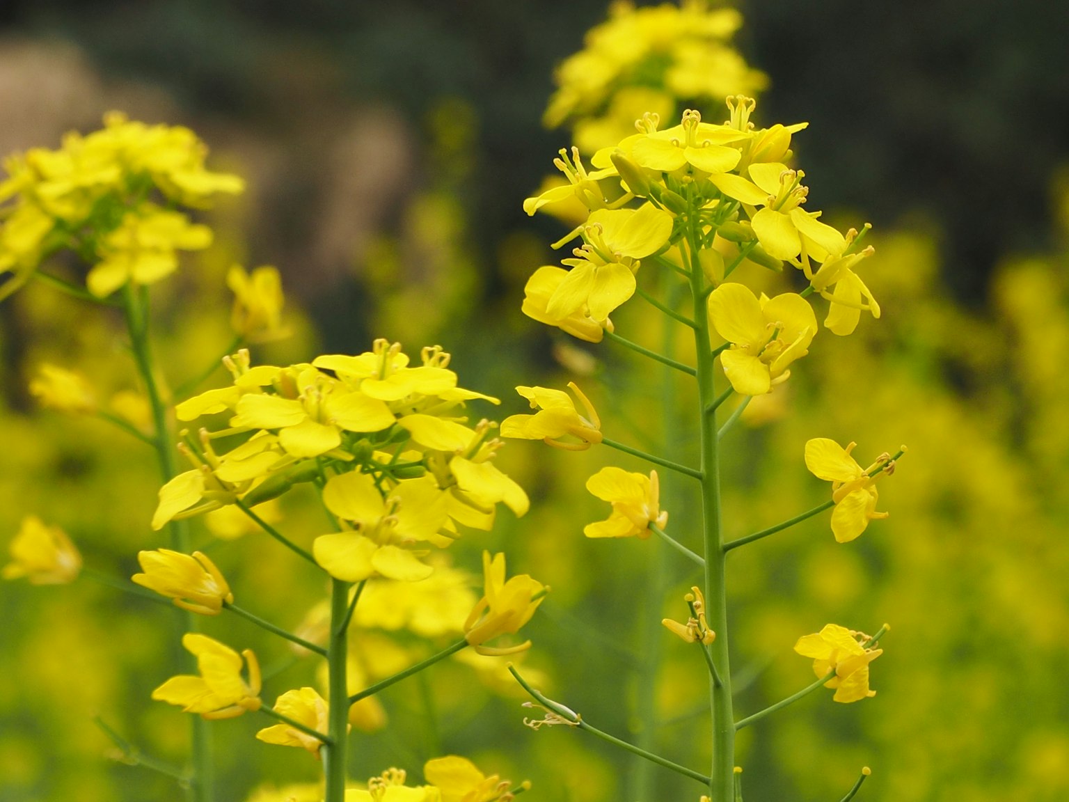 Fiori di colza gialli vivaci in un campo
