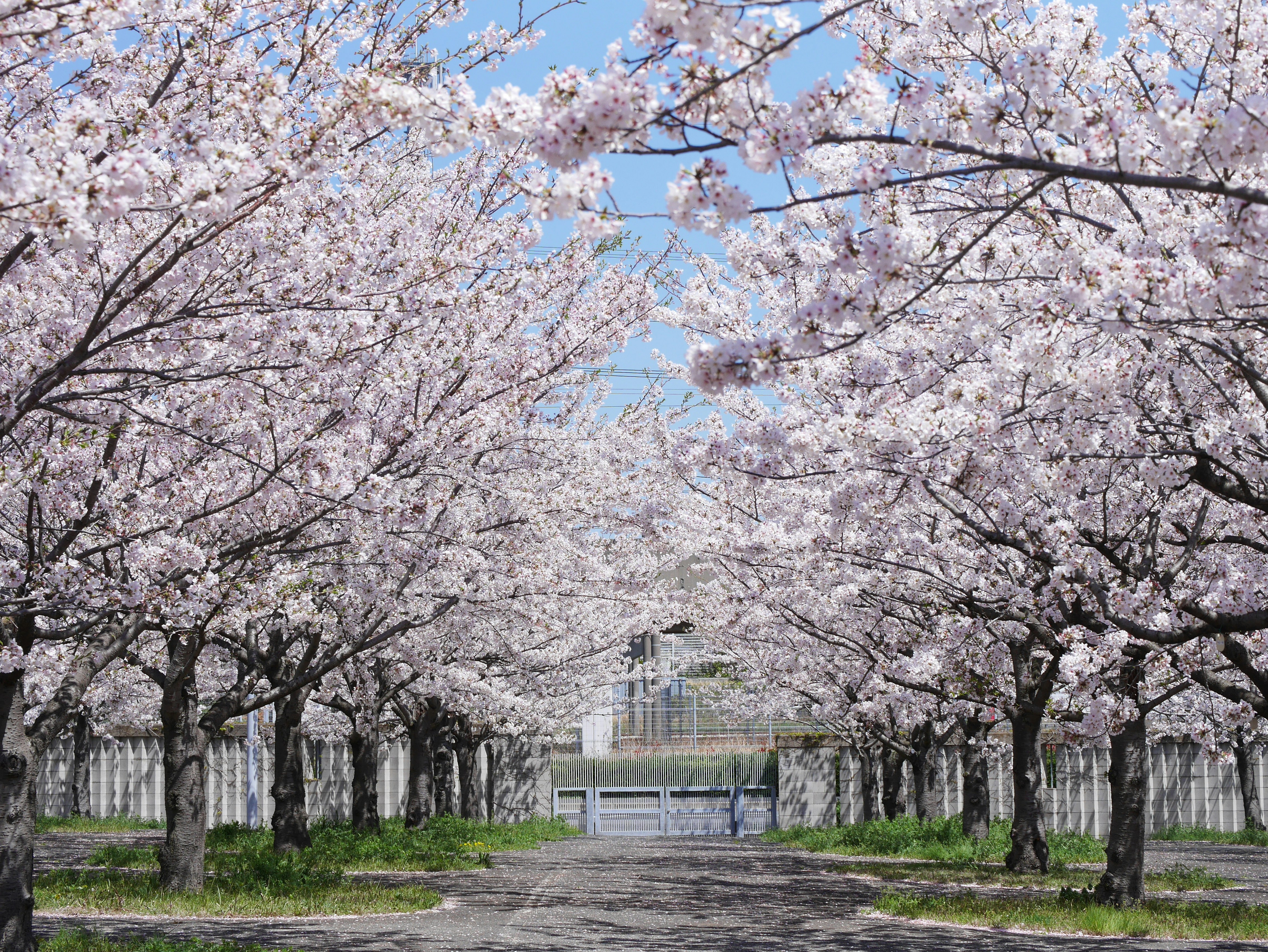 桜並木が続く春の小道