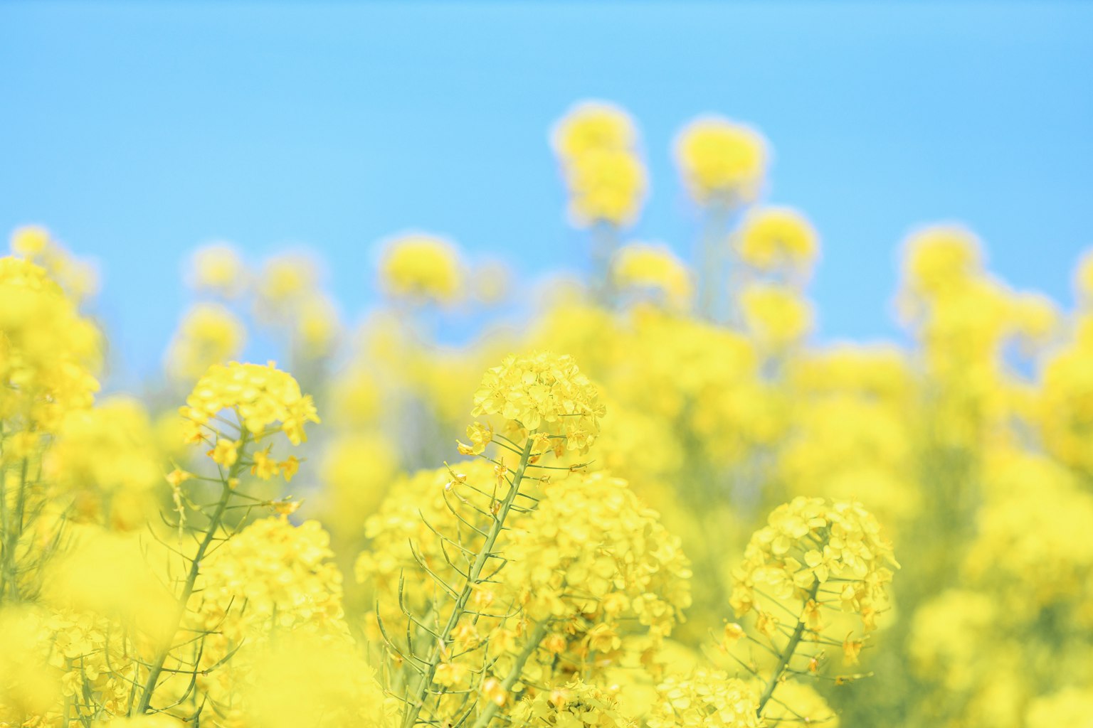 Feld mit leuchtend gelben Rapsblüten unter einem blauen Himmel