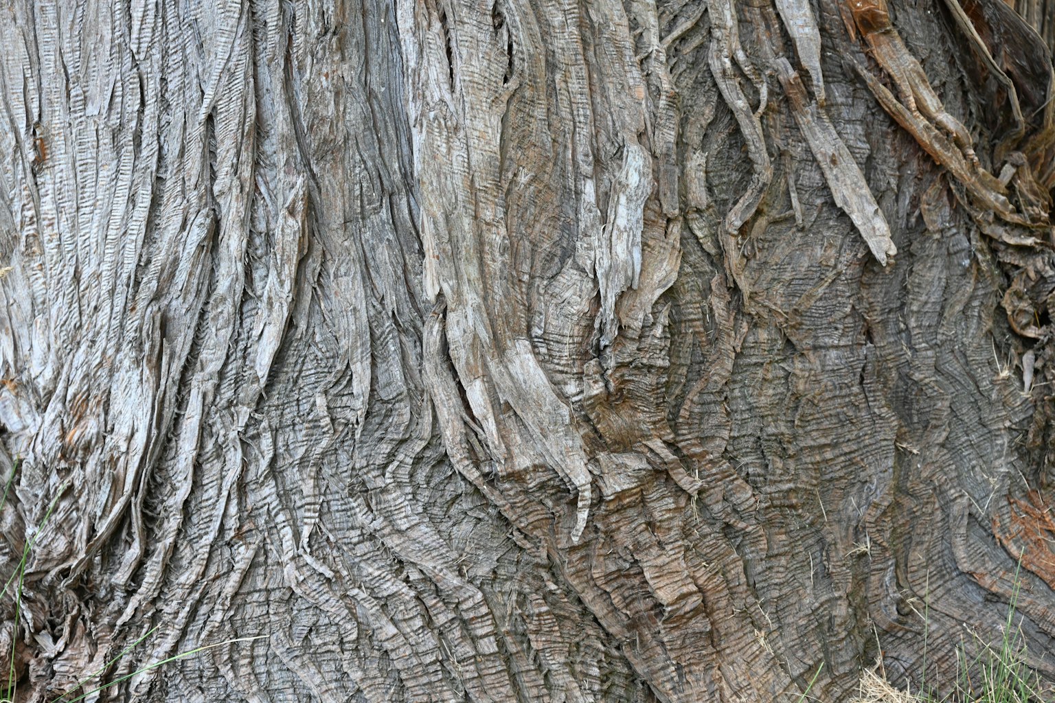 Texture détaillée et fissures d'un tronc d'arbre