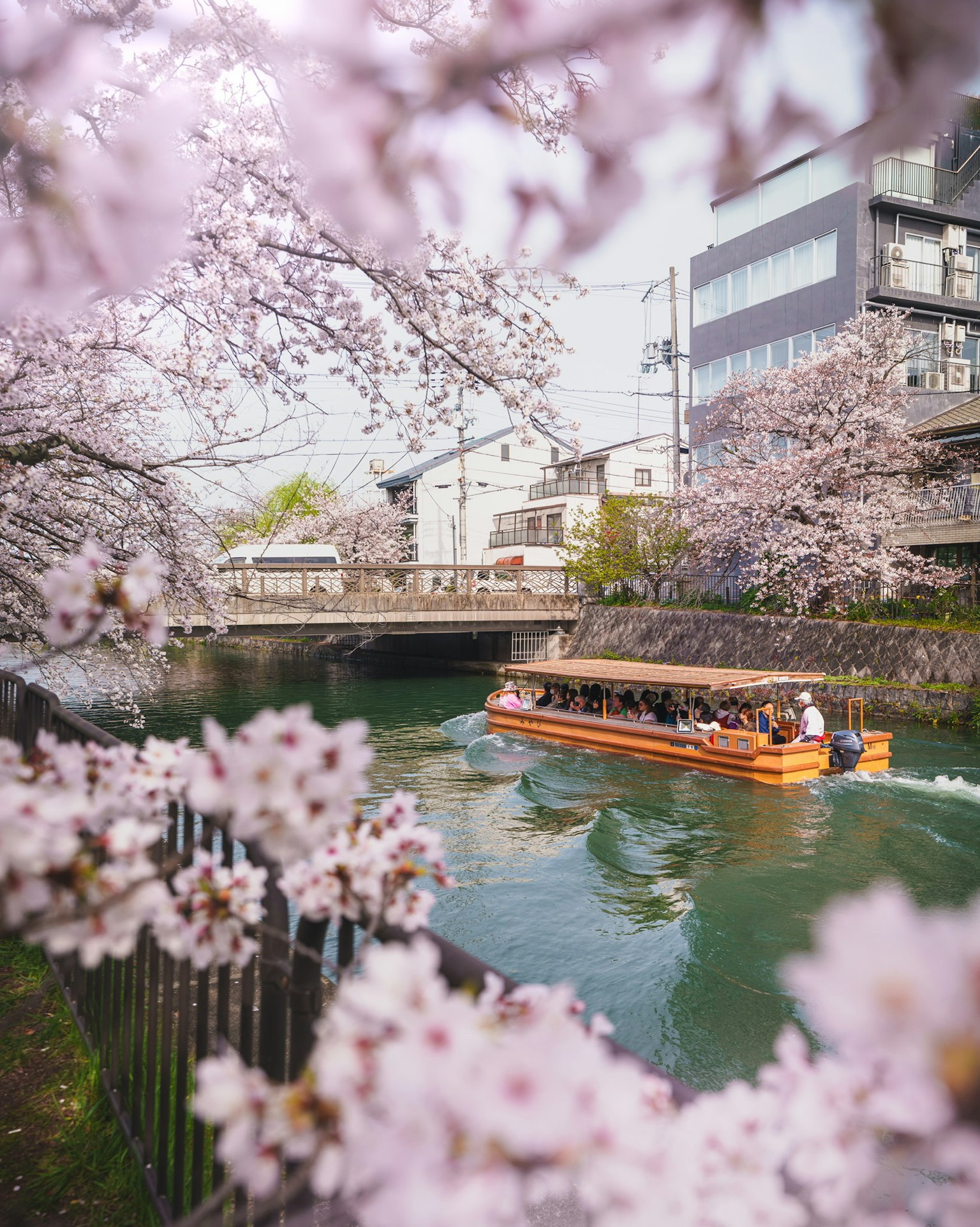 Kapal wisata yang berlayar di sungai yang dikelilingi pohon sakura