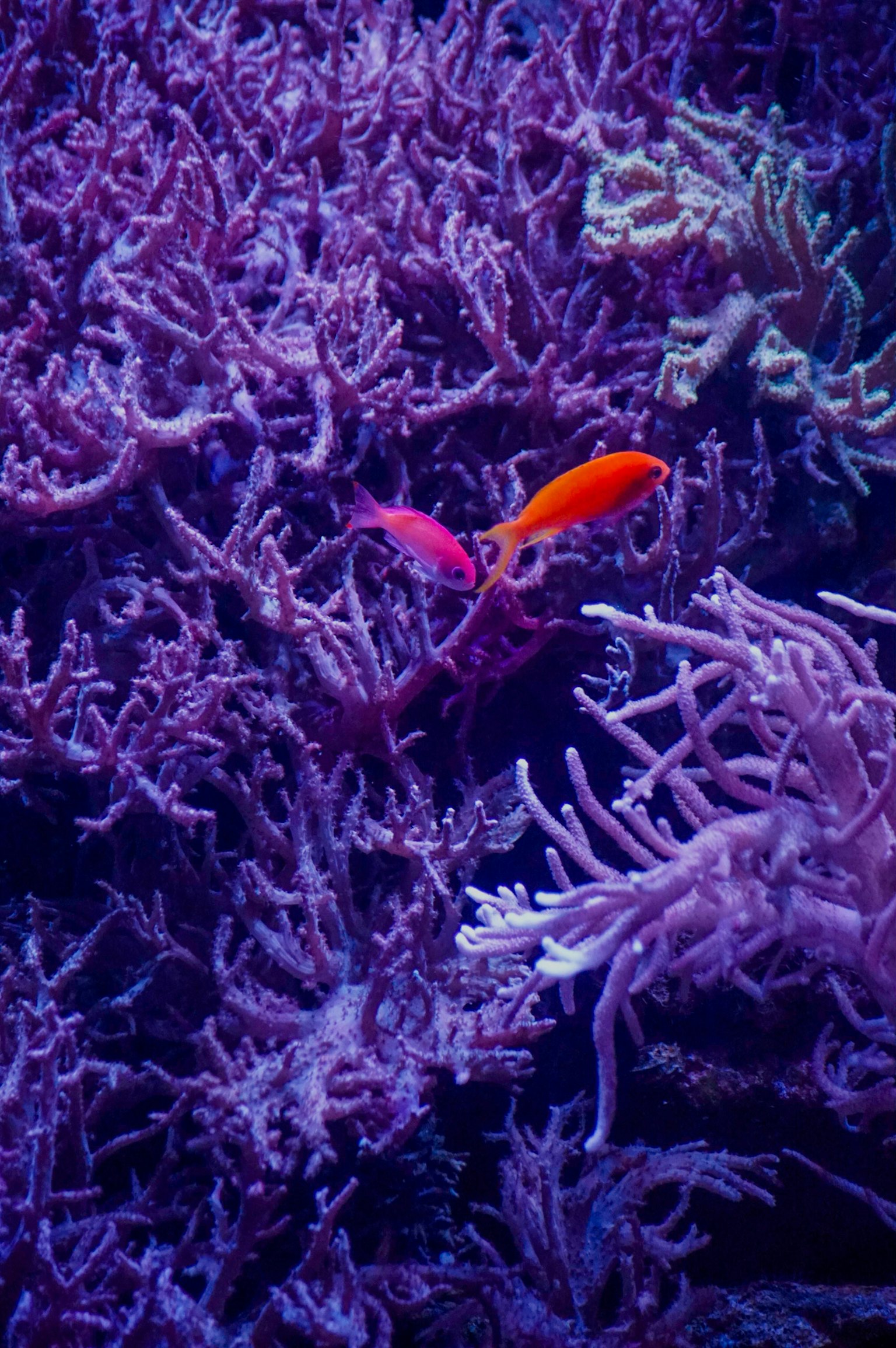 Deux poissons orange au milieu d'un récif corallien violet