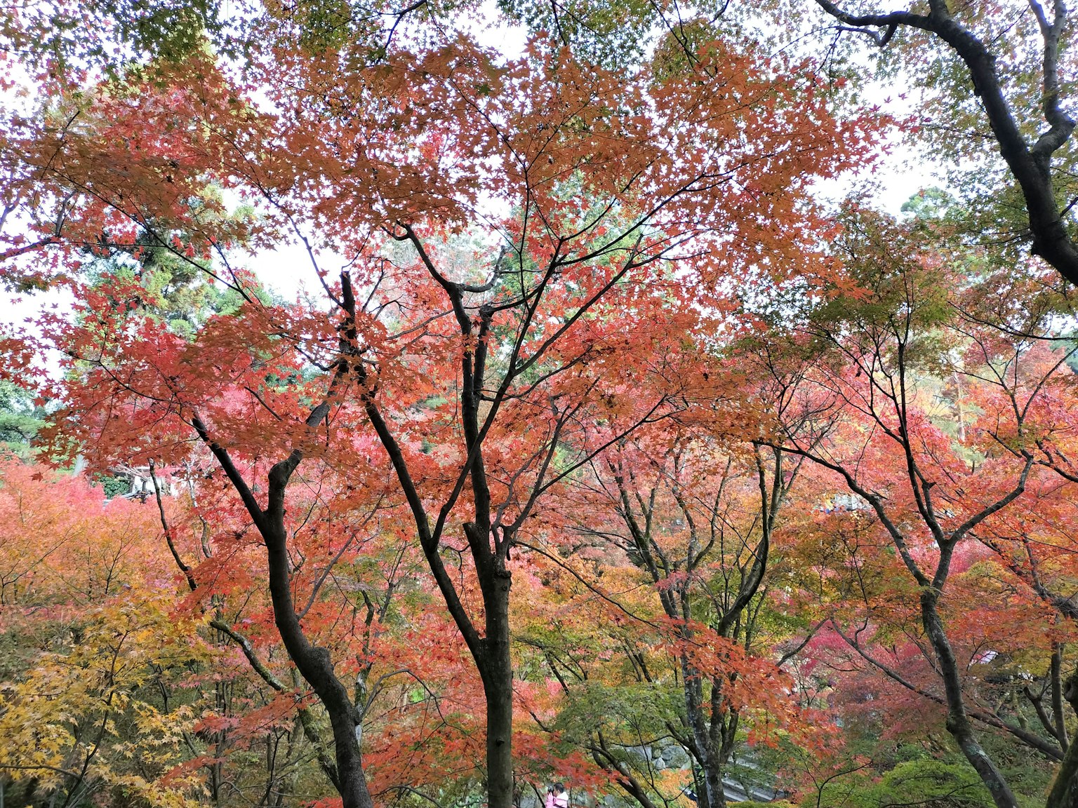 Scenic view of vibrant autumn foliage on trees