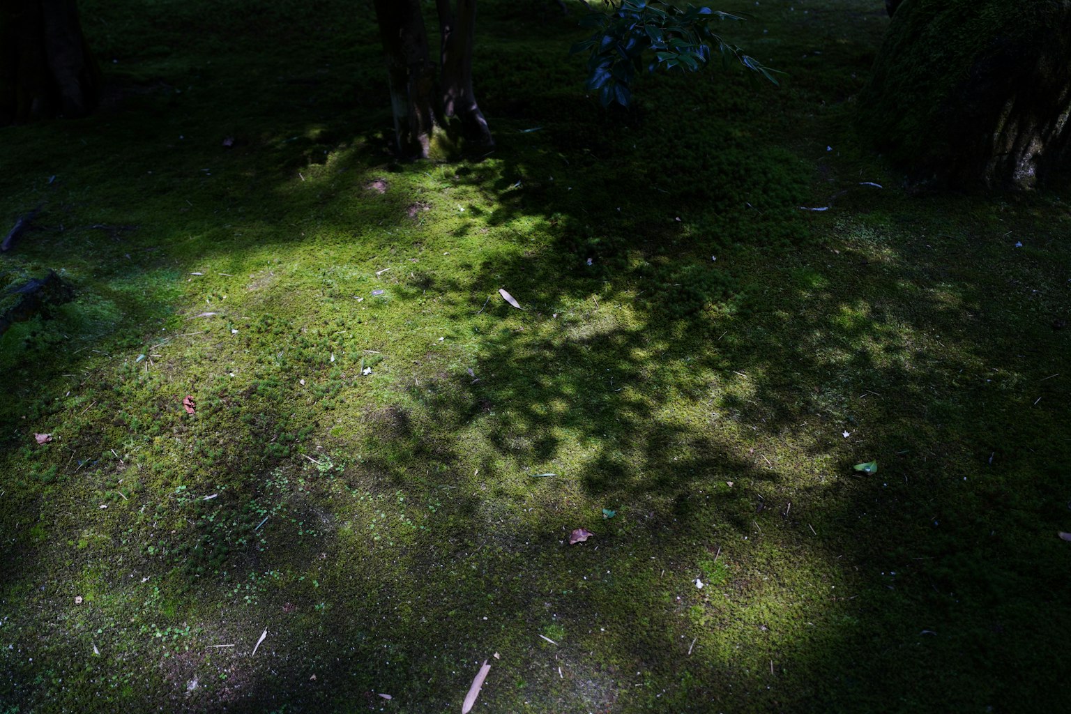 Un paesaggio sereno con terreno coperto di muschio e ombre di alberi