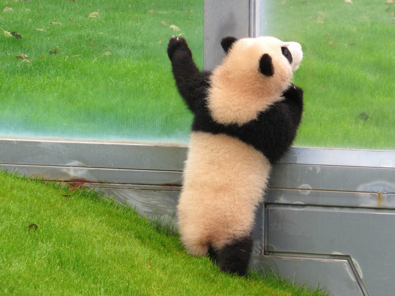 Anak panda bersandar pada kaca