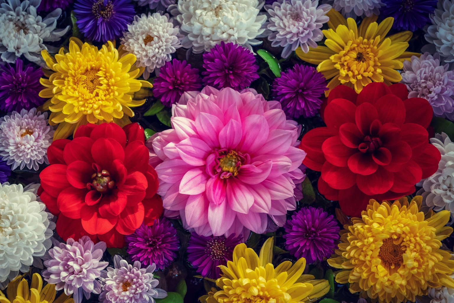 Un vibrante arreglo de varias flores coloridas incluyendo dalias y asters