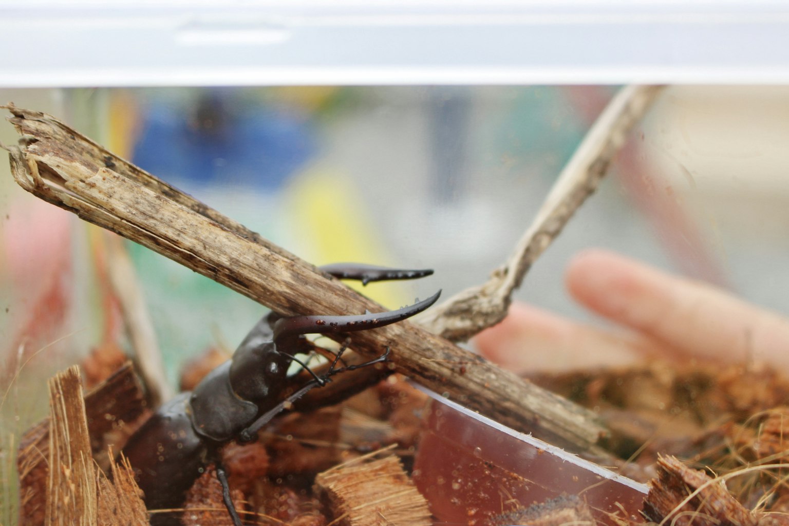 Seekor kumbang di dalam terarium dengan cabang dan serpihan kayu