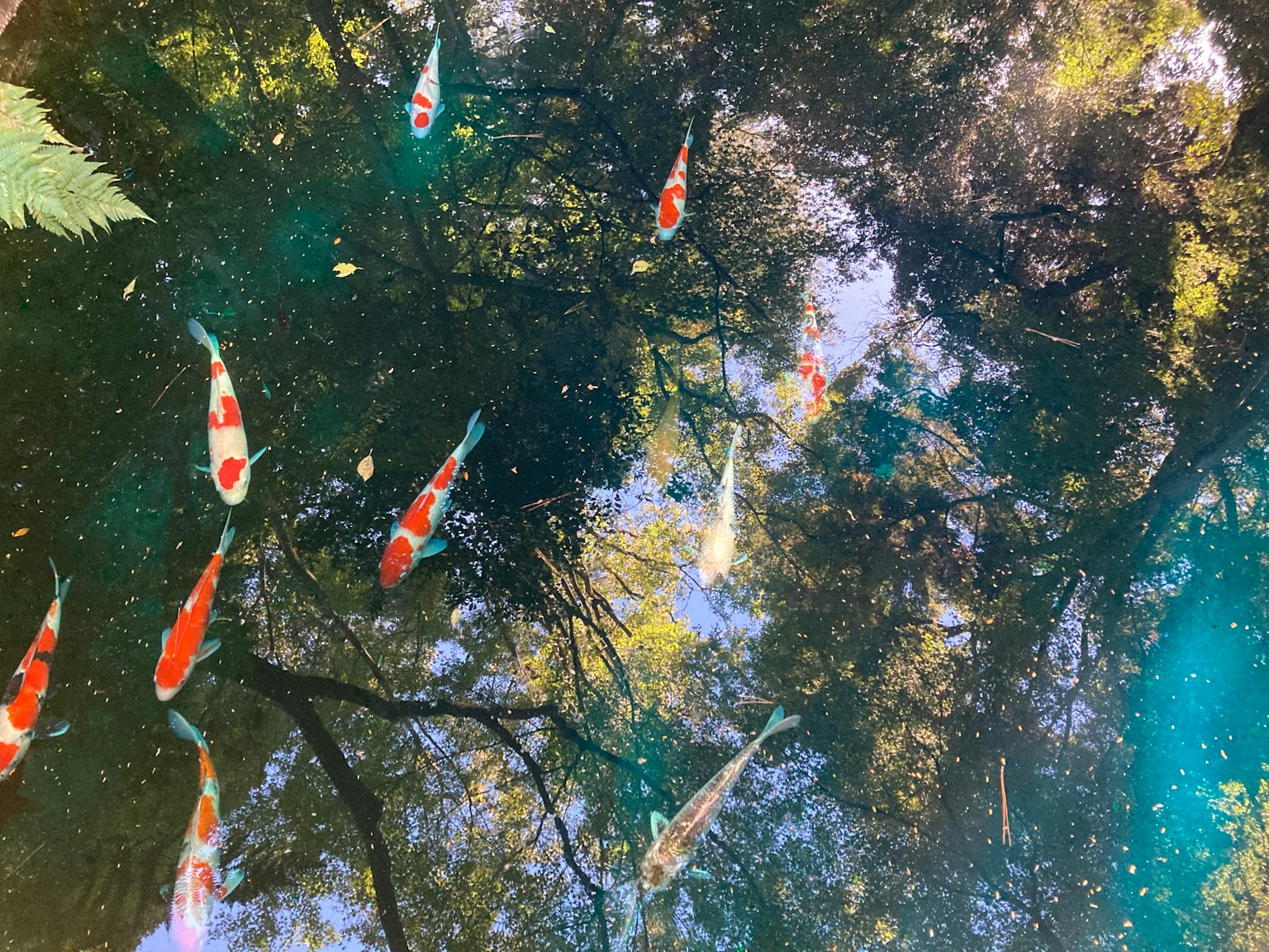 Poissons koi nageant dans un étang avec des reflets d'arbres