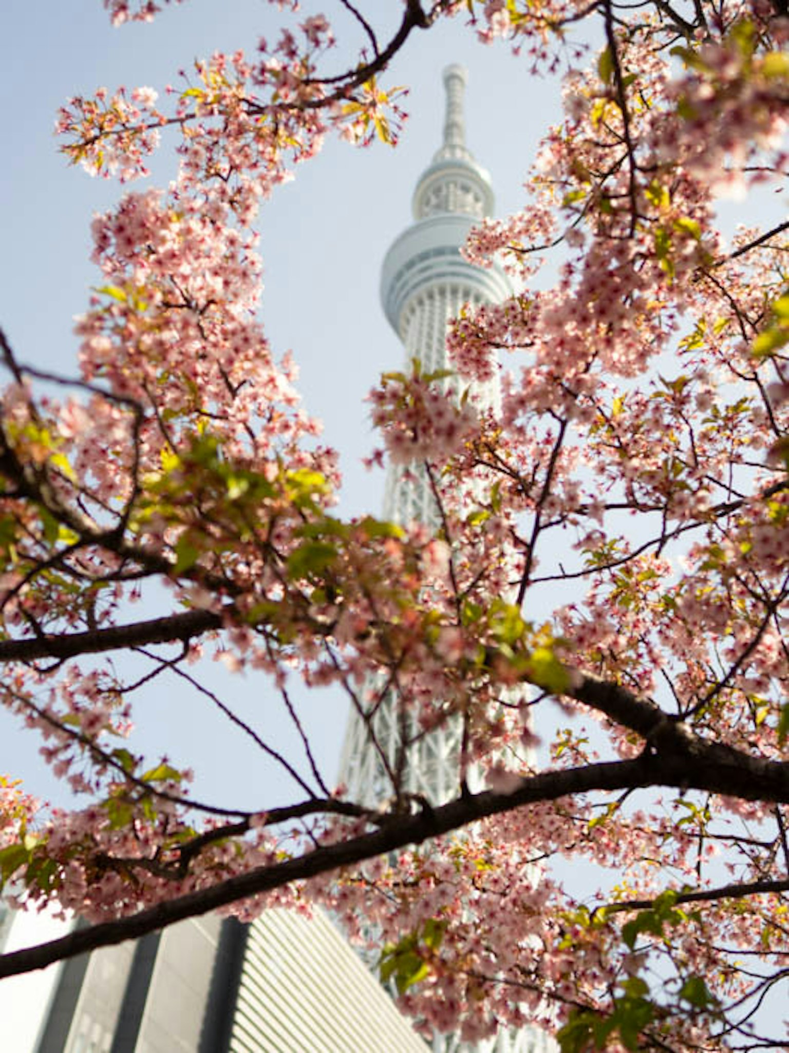 Vista bellissima dei ciliegi in fiore con il Tokyo Skytree sullo sfondo
