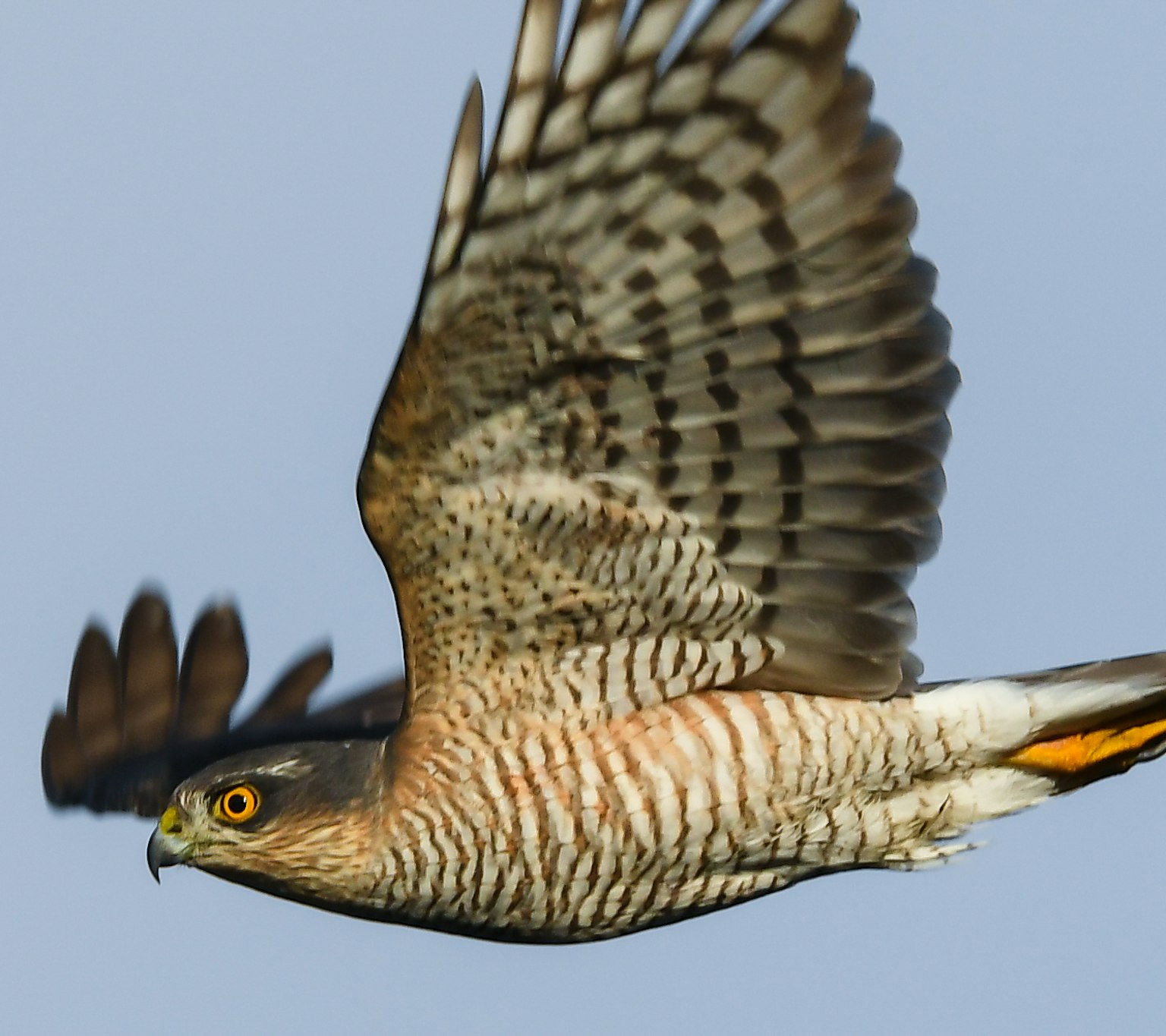空を飛ぶ猛禽類の鳥の鮮明な画像 鳥の羽は美しい模様と色合いを持つ