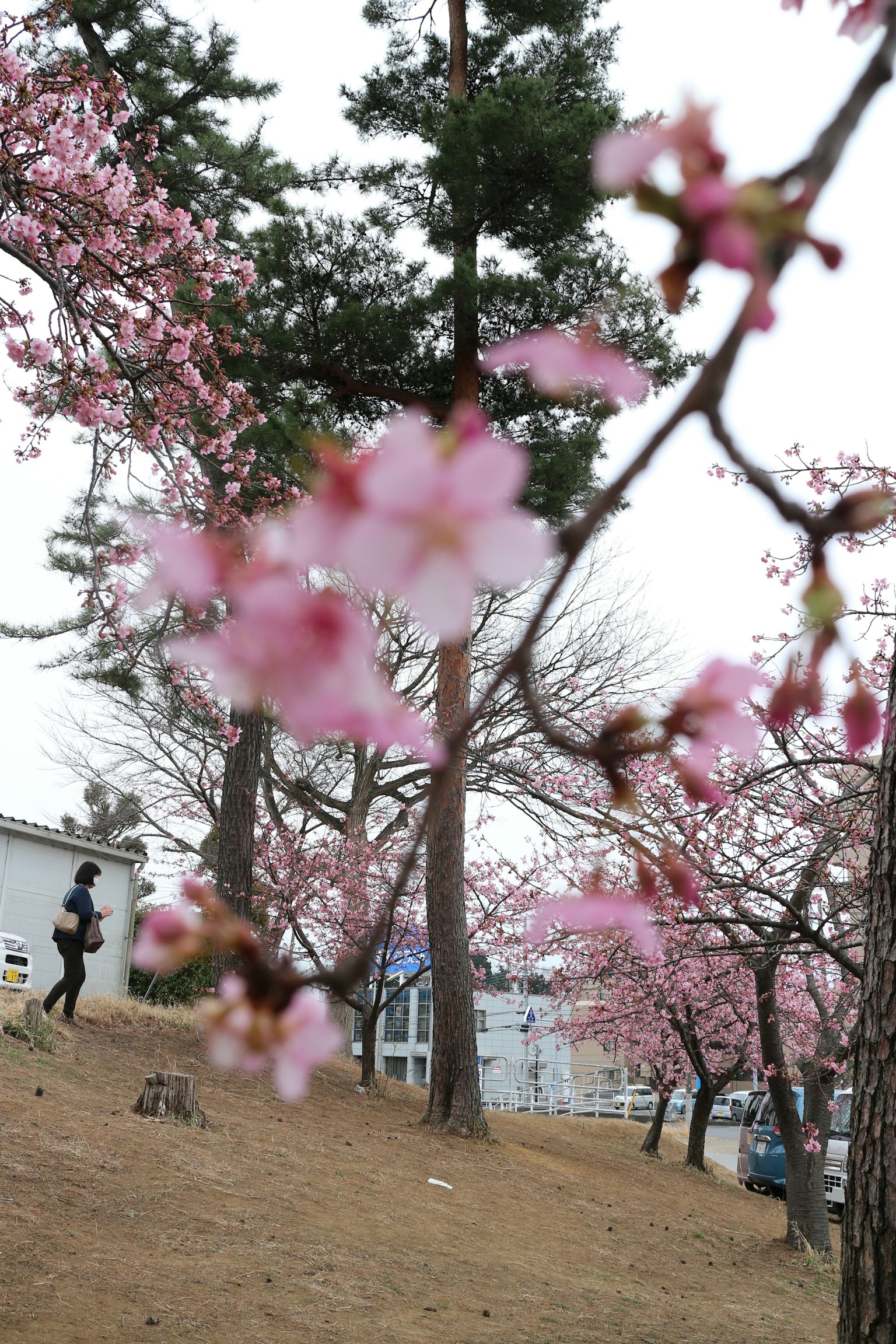 Park scene with blooming cherry blossoms and a person walking