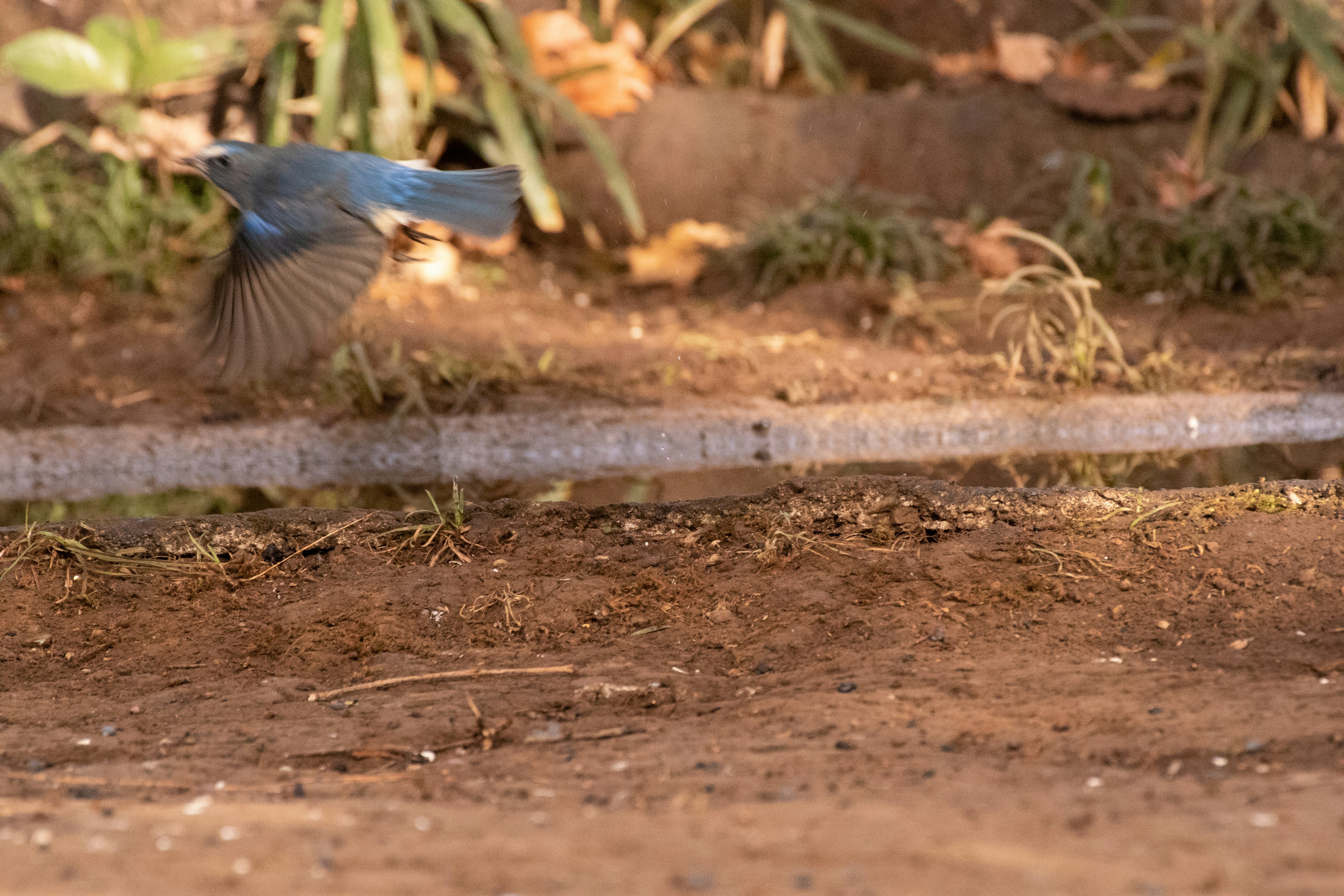 oiseau bleu marchant sur le sol