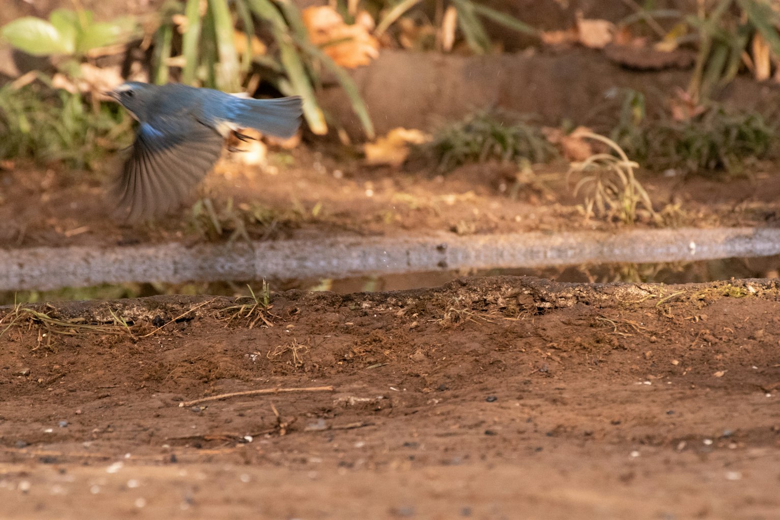 Un pájaro azul despegando con las alas extendidas sobre el suelo