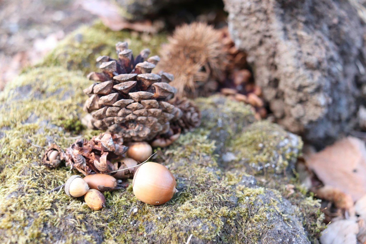 Pine cone and various seeds on a mossy rock