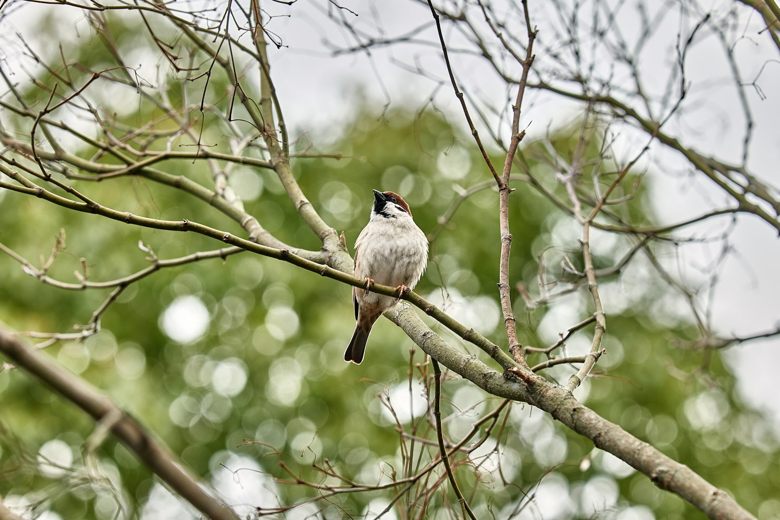 Un piccolo uccello posato su un ramo d'albero