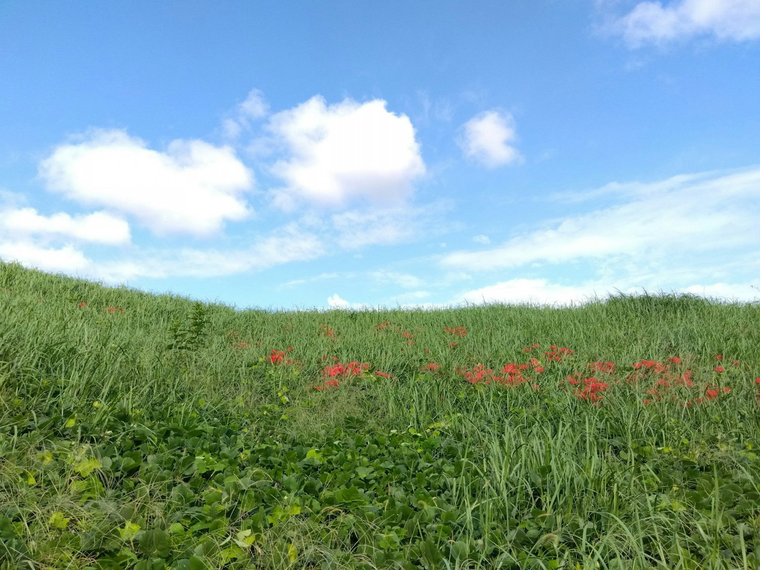 Paesaggio con erba verde e fiori rossi sparsi sotto un cielo blu con nuvole bianche