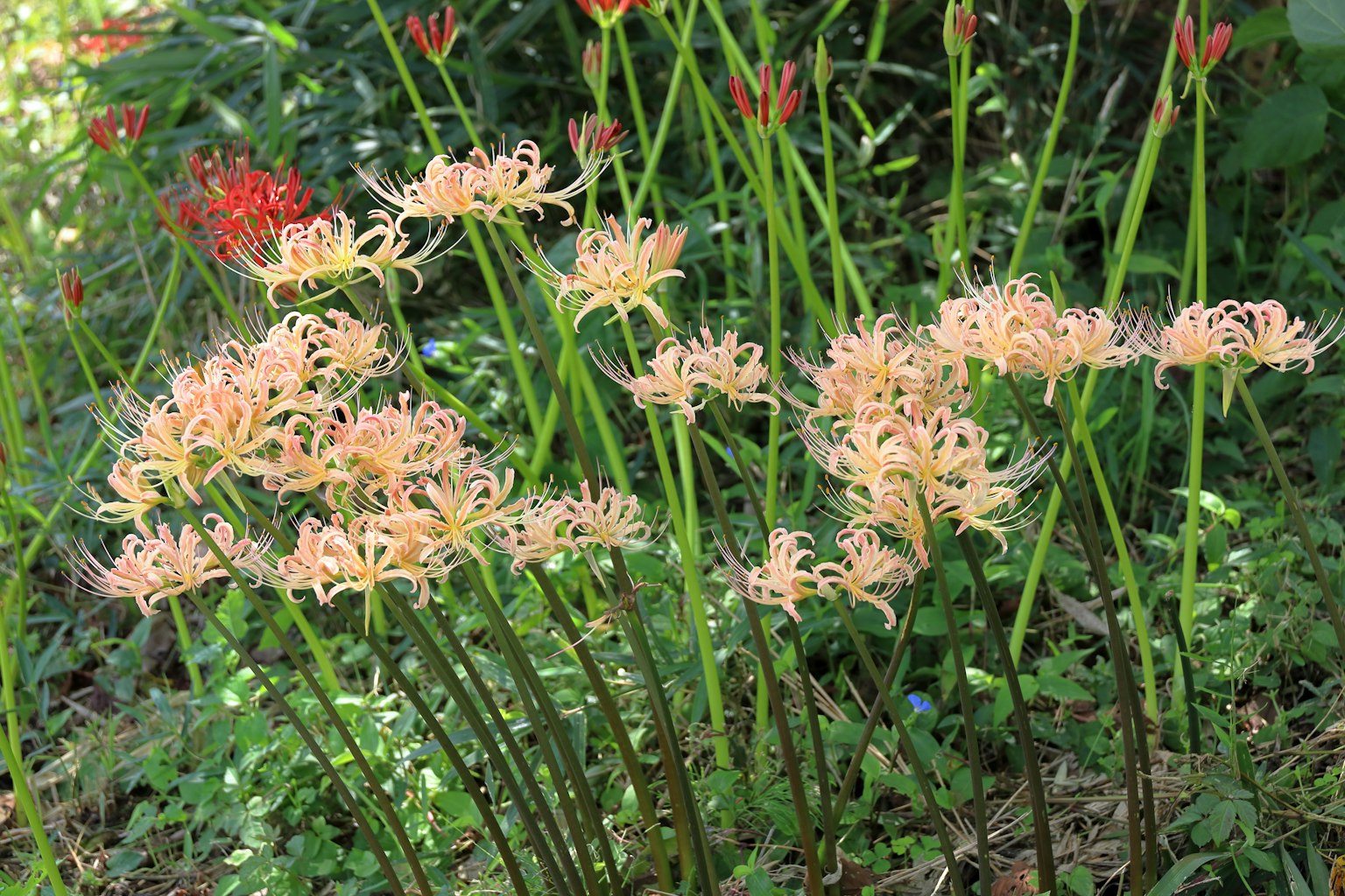 一簇淡粉色花朵，绿色叶子和背景中的红花