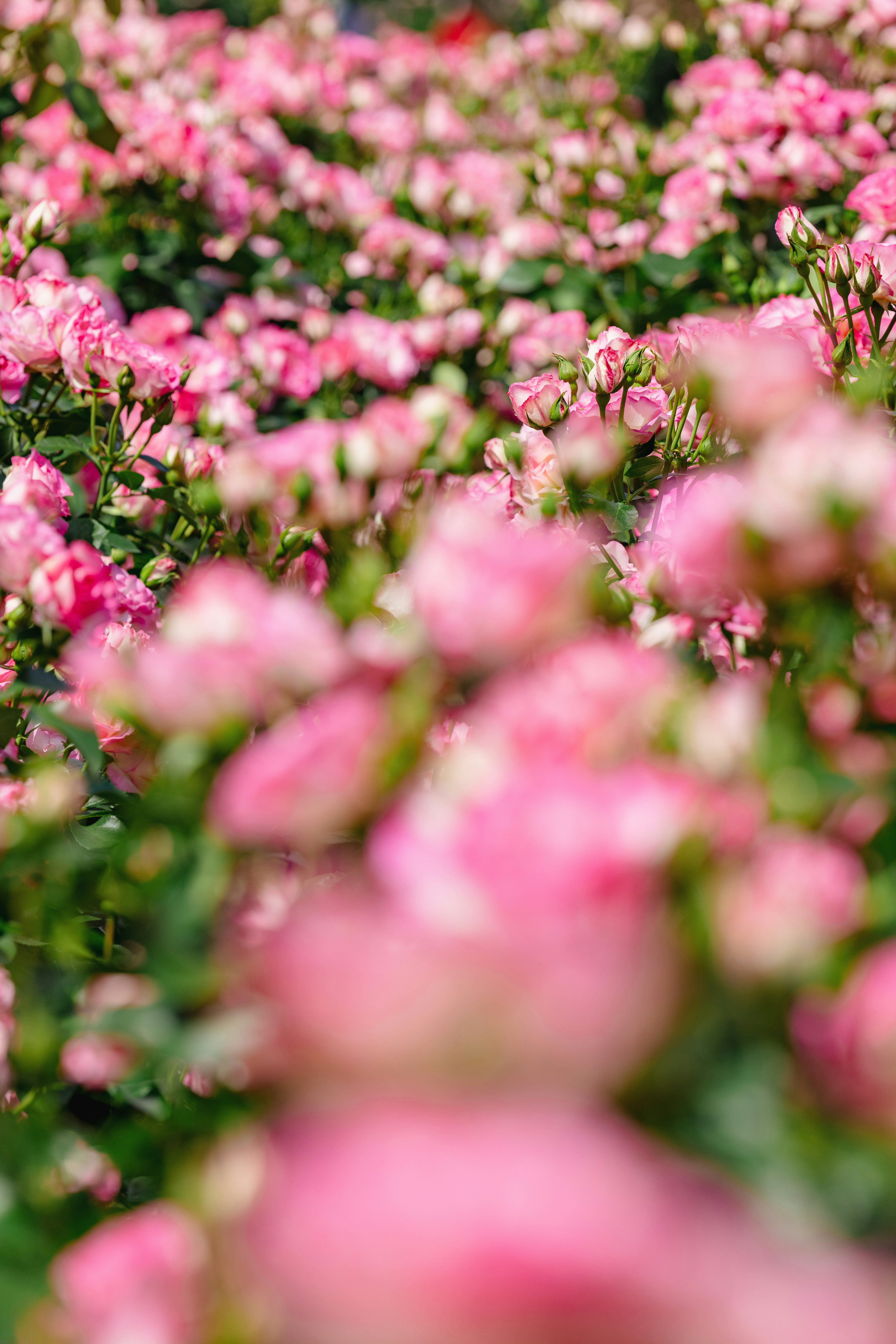 ピンクのバラが咲き乱れる花畑のボケた群生