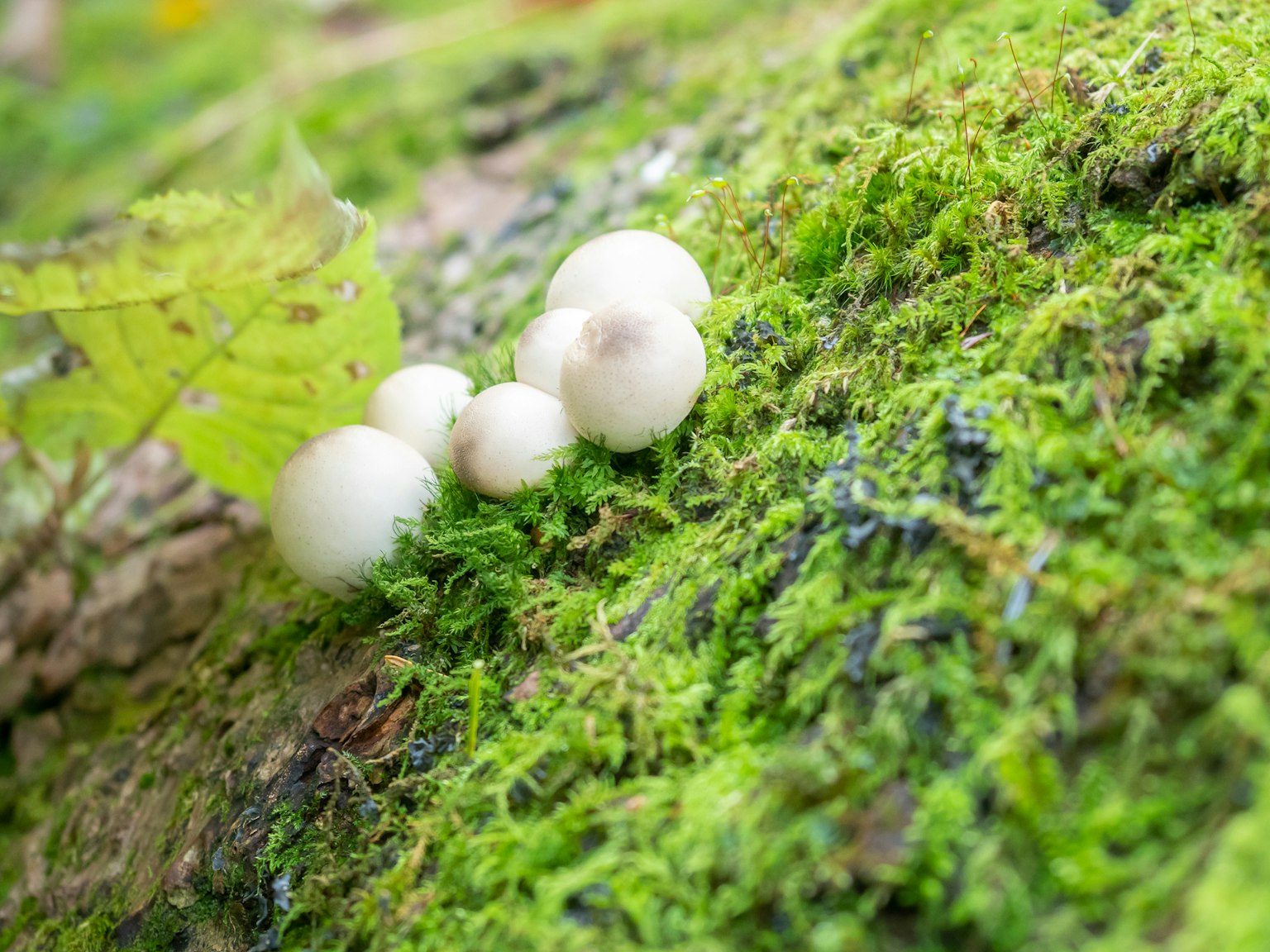 Champignons blancs poussant sur de la mousse verte vibrante avec une feuille