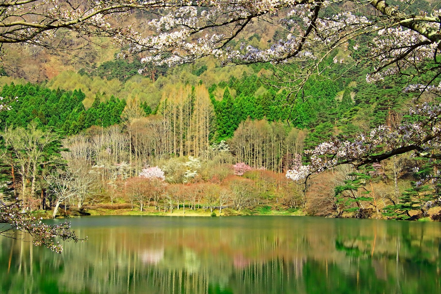 ทิวทัศน์สวยงามของต้นซากุระรอบทะเลสาบสงบ
