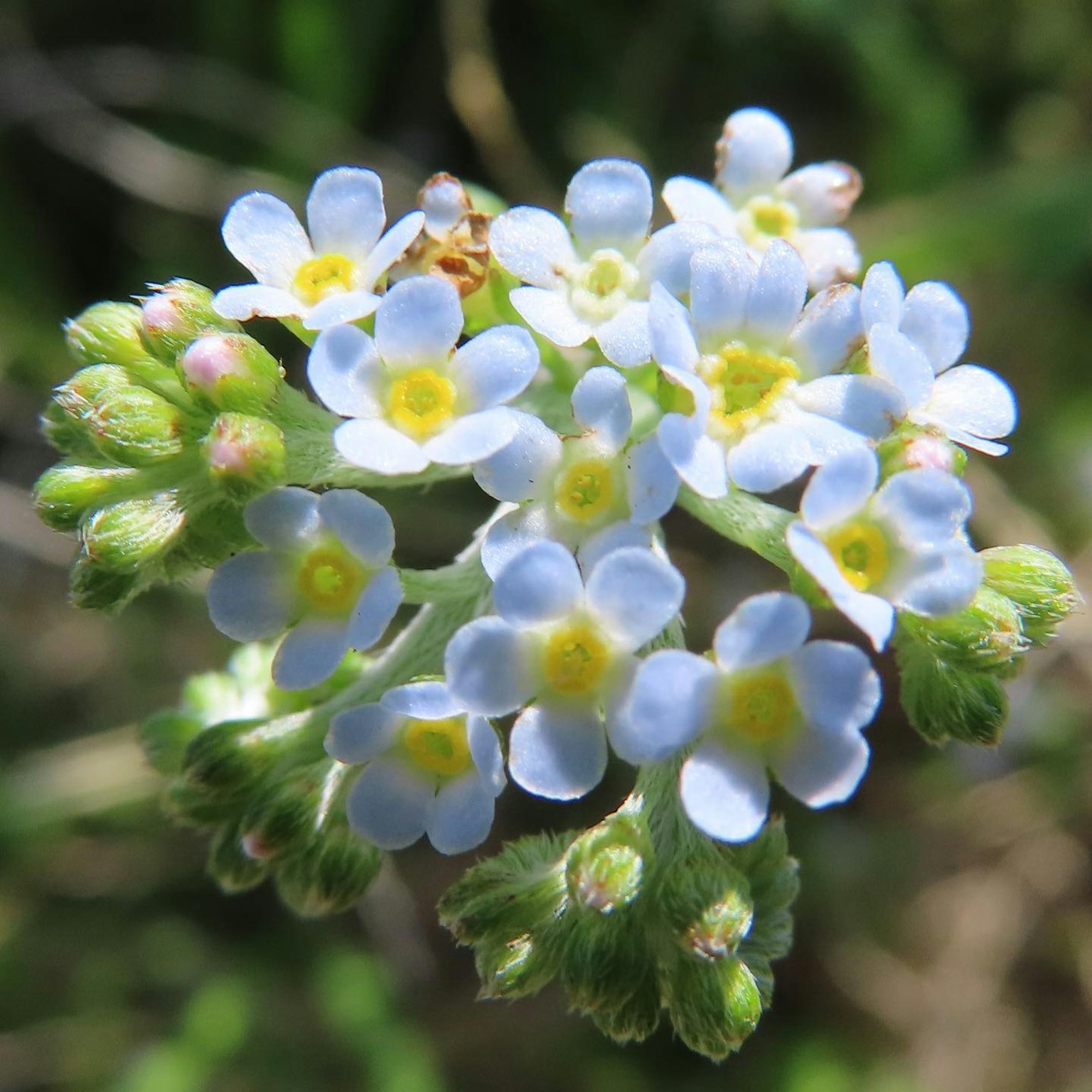 Bündel kleiner blauer Blumen mit gelben Zentren