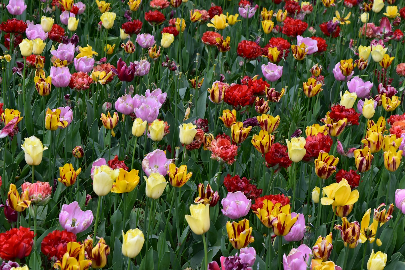 Champs de tulipes colorées avec différentes variétés de tulipes