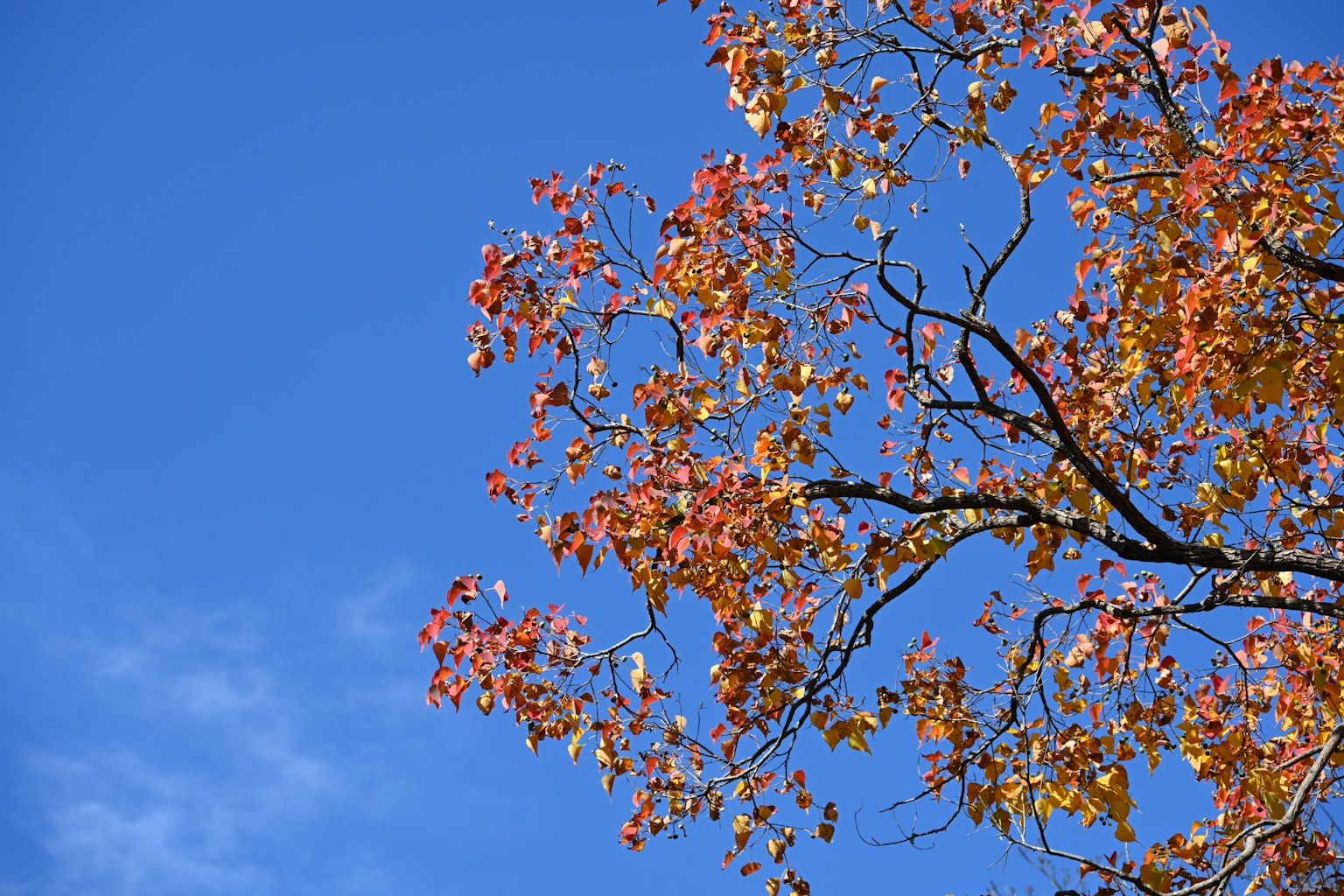 Fogliame autunnale su rami di albero contro un cielo blu chiaro