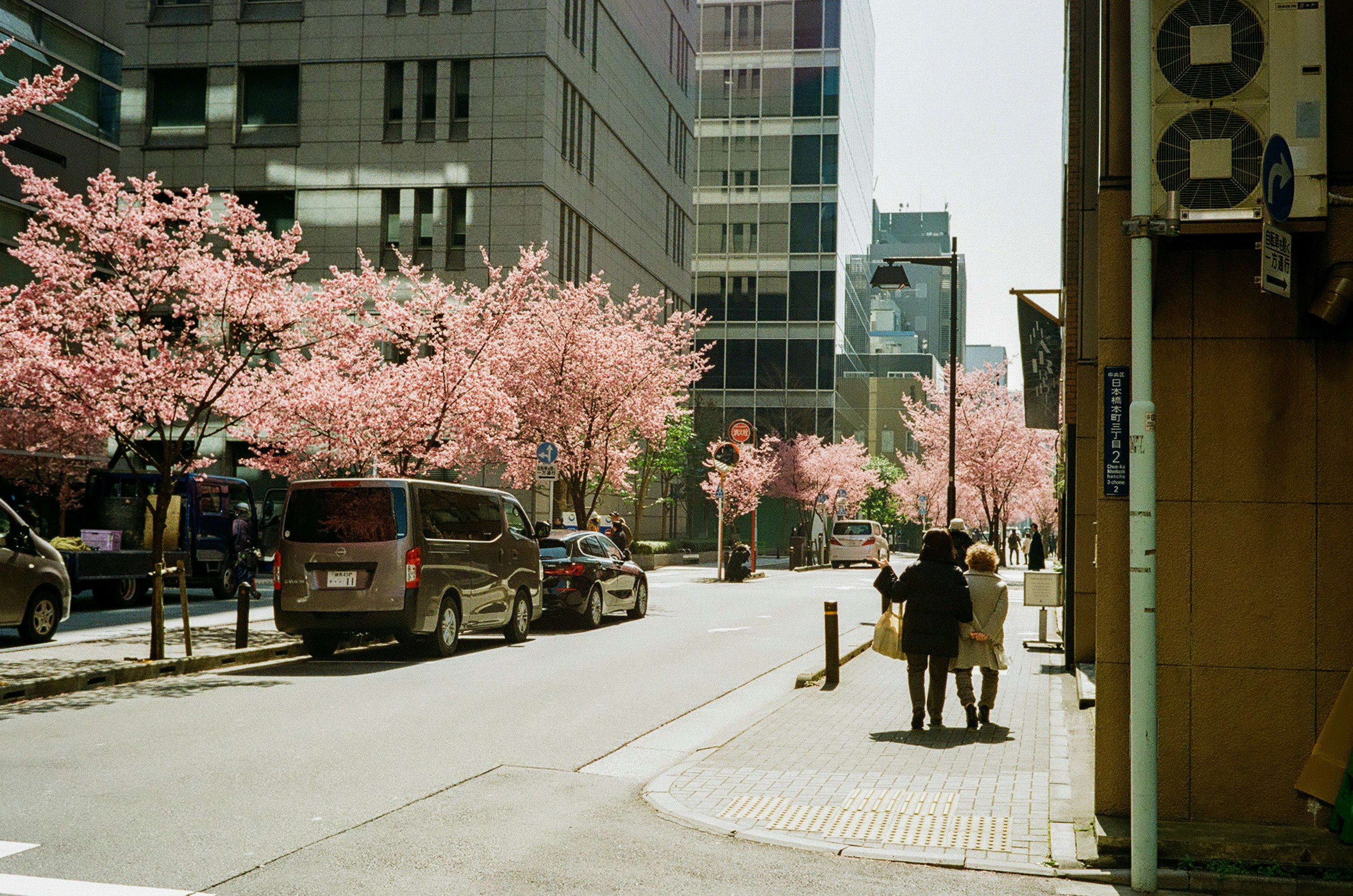 桜並木のある都市の街路風景