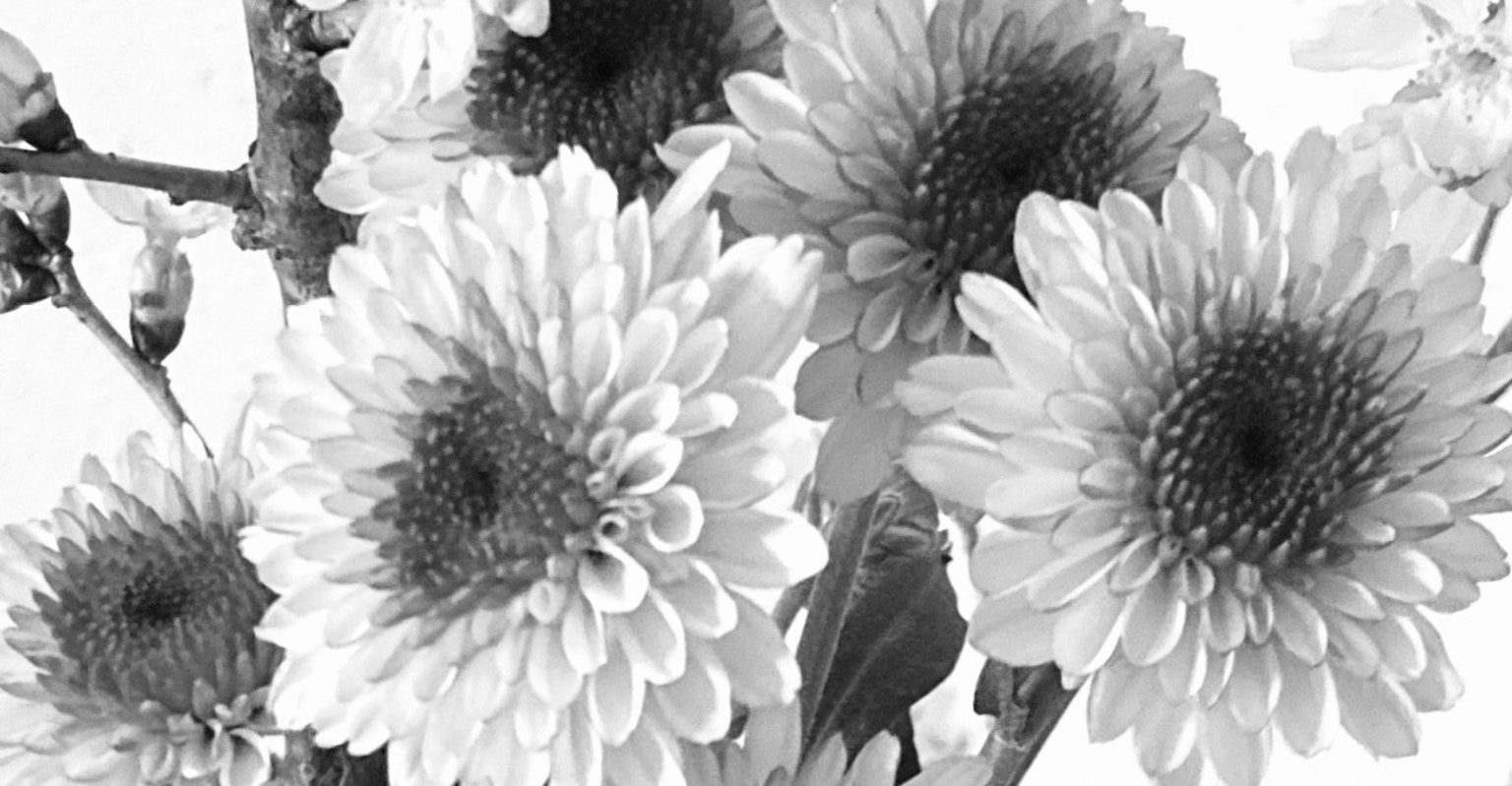 Gros plan de belles chrysanthèmes en noir et blanc