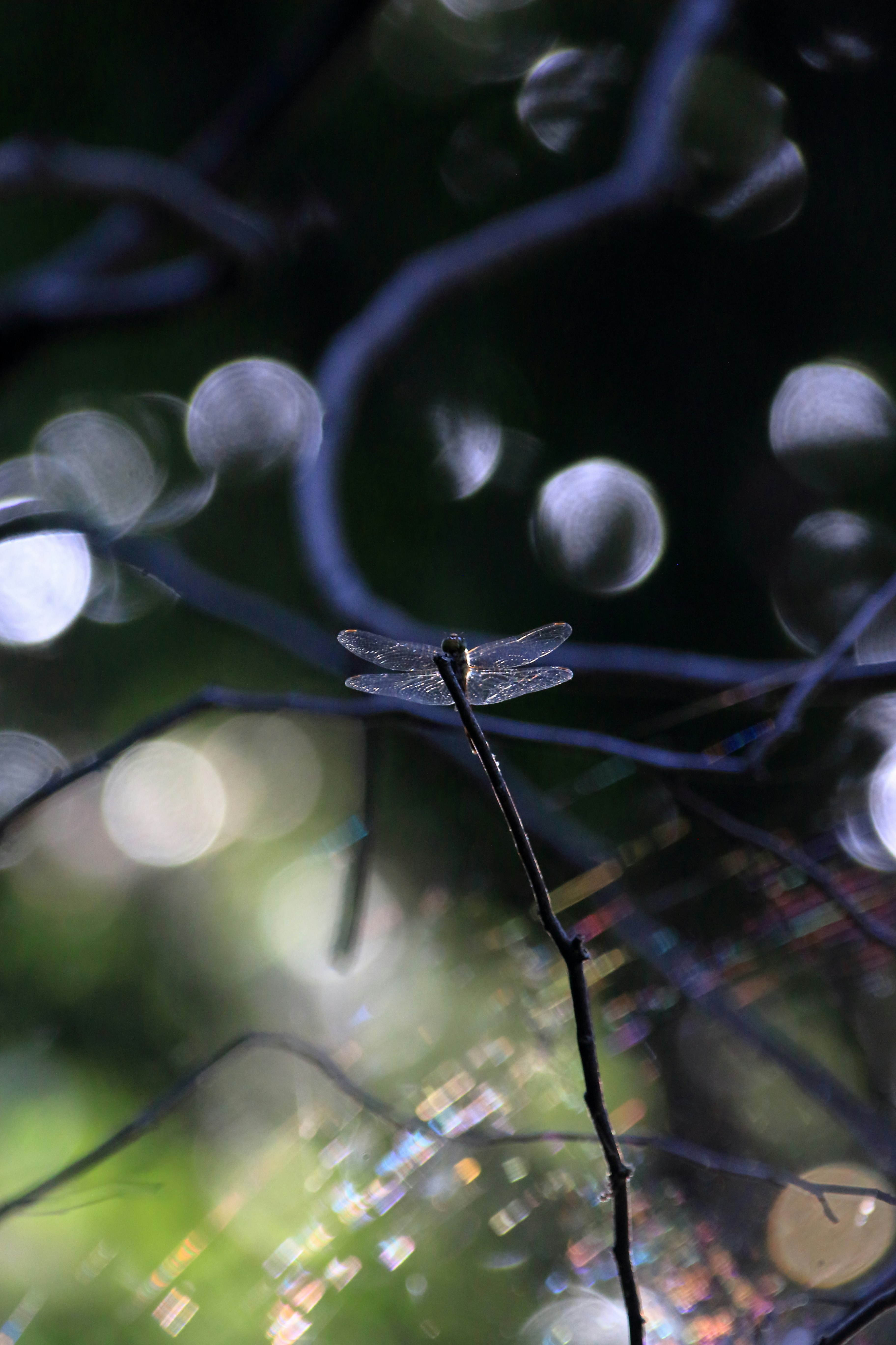 dragonfly perched on a leaf with dewdrops in a natural background