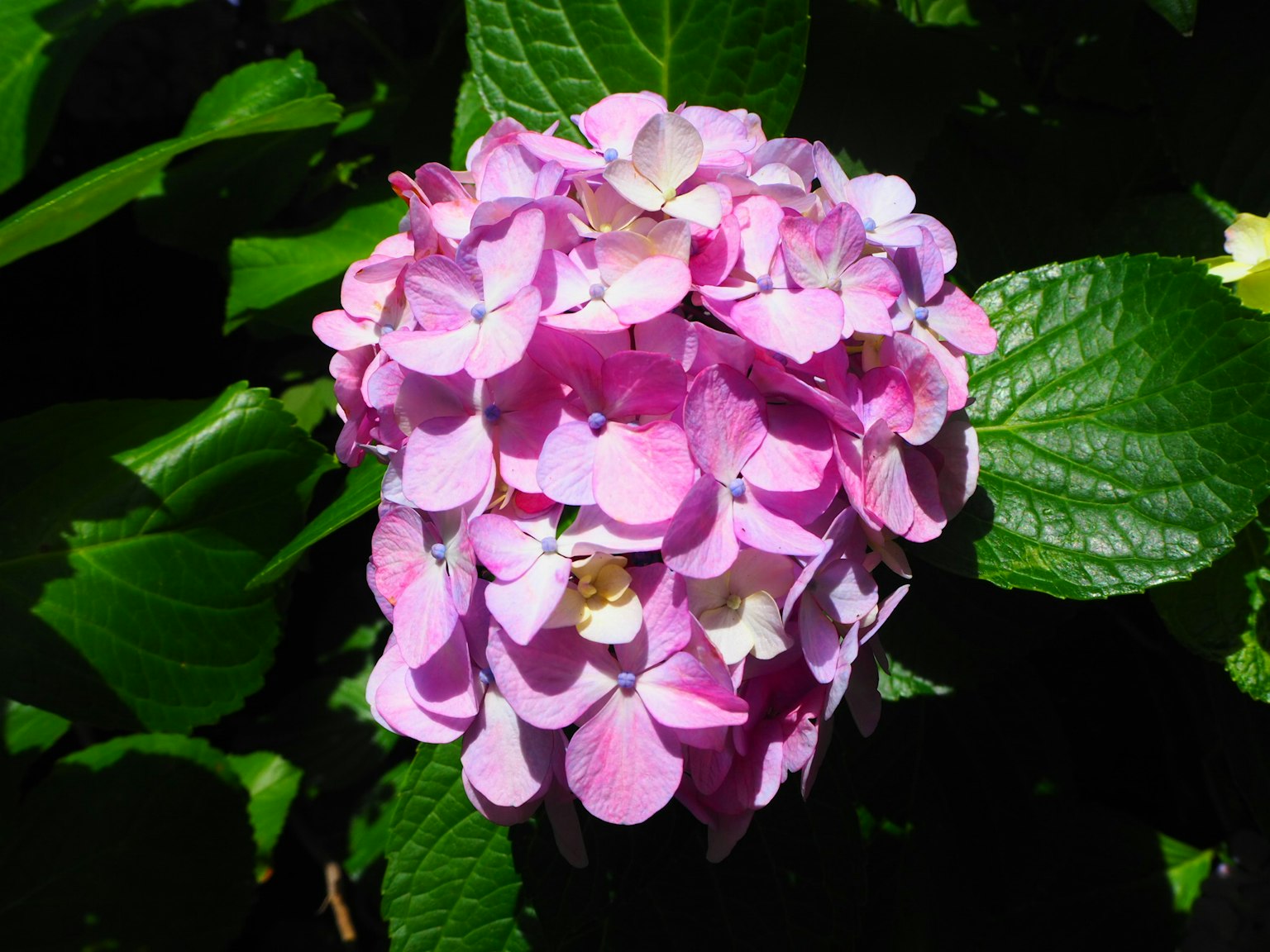 Un fiore di ortensia rosa circondato da foglie verdi