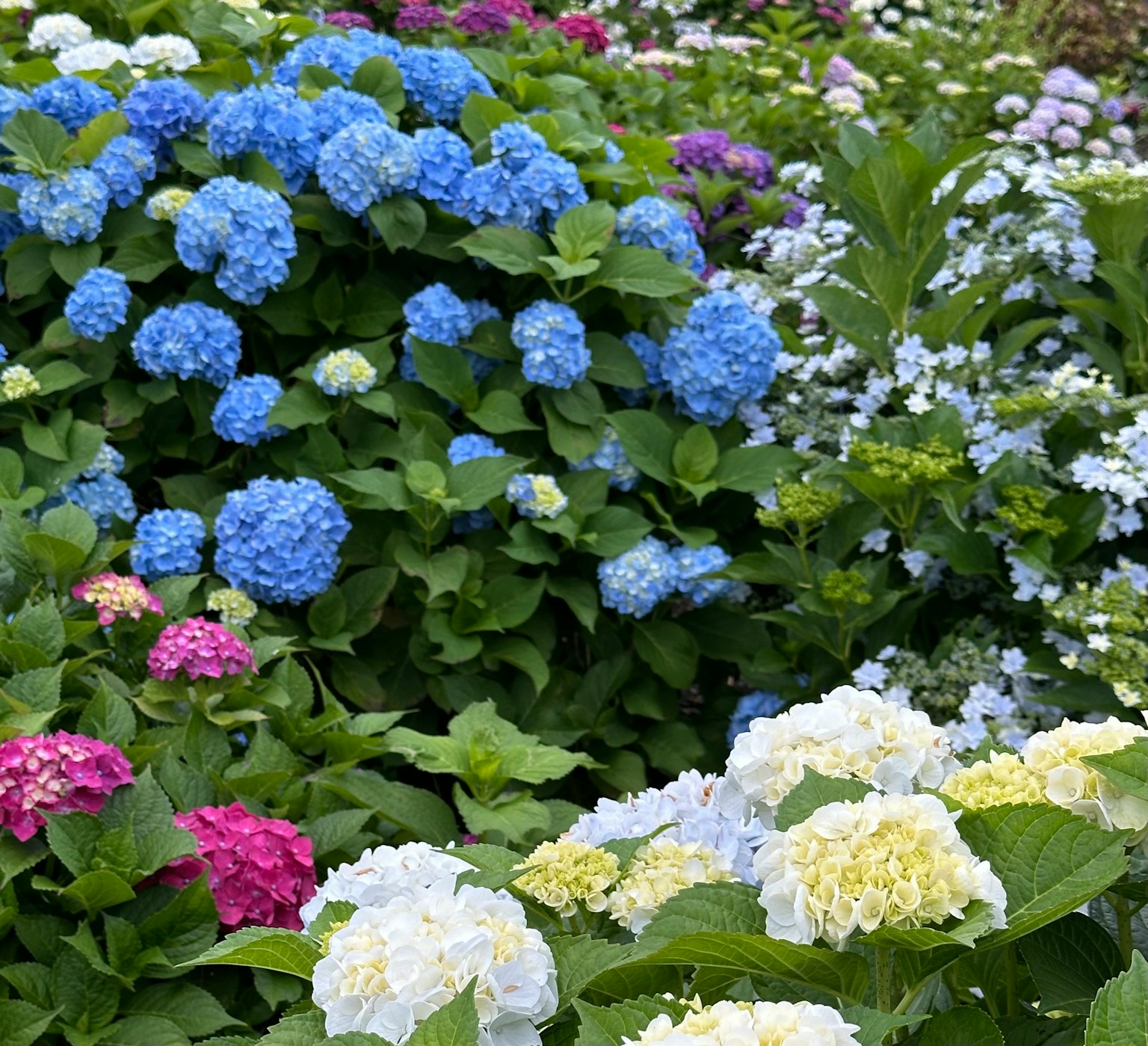 Hermosa escena de jardín con flores de hortensia azules y flores blancas