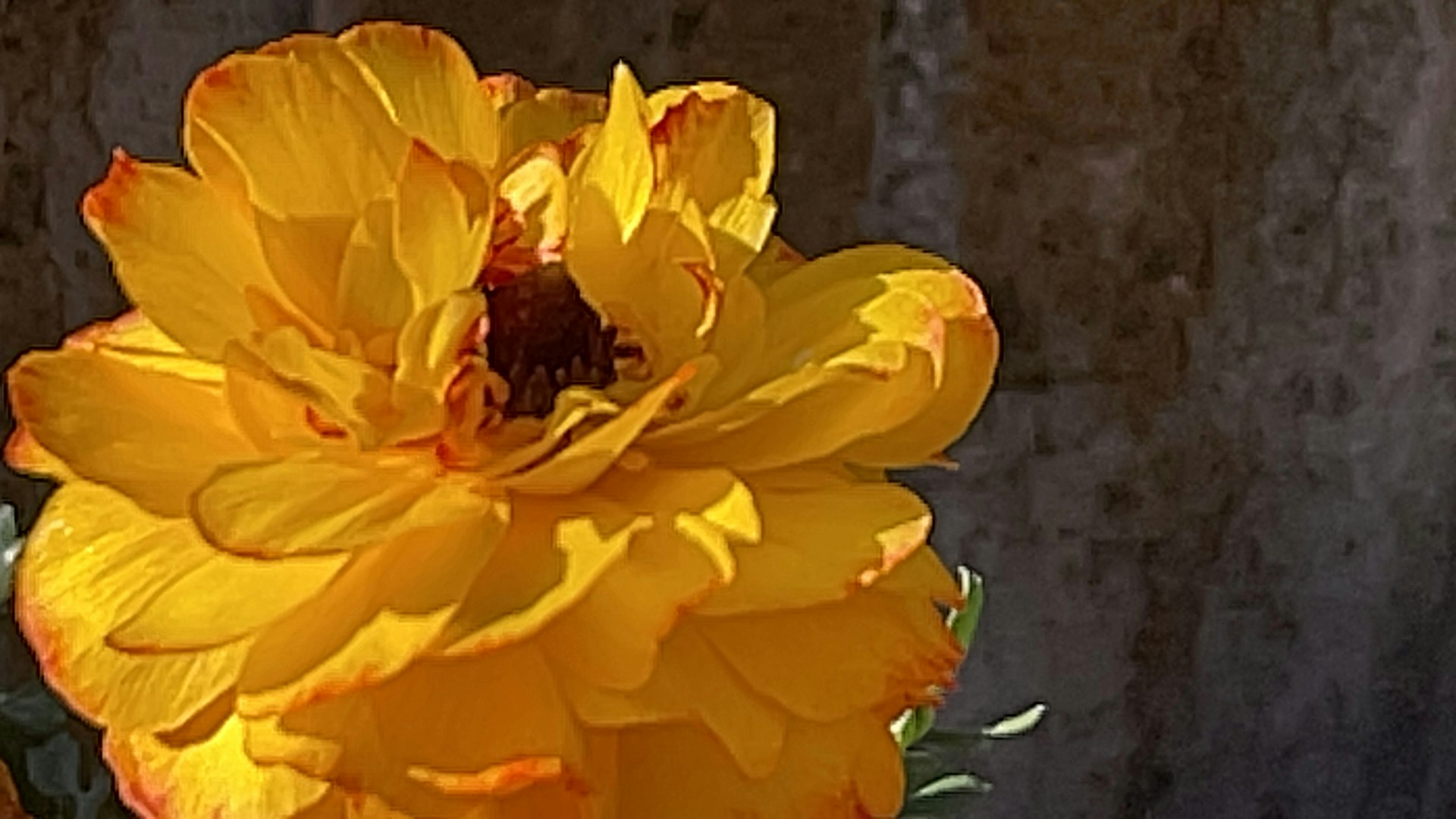 黄色いバラの花びらが寄り添うクローズアップ