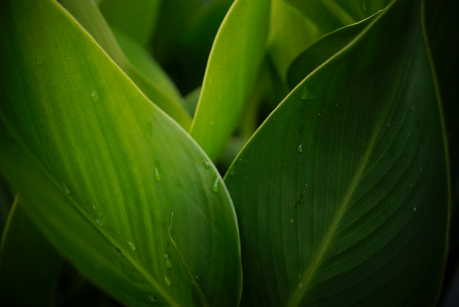 Close-up daun hijau tumpang tindih dengan tetesan air