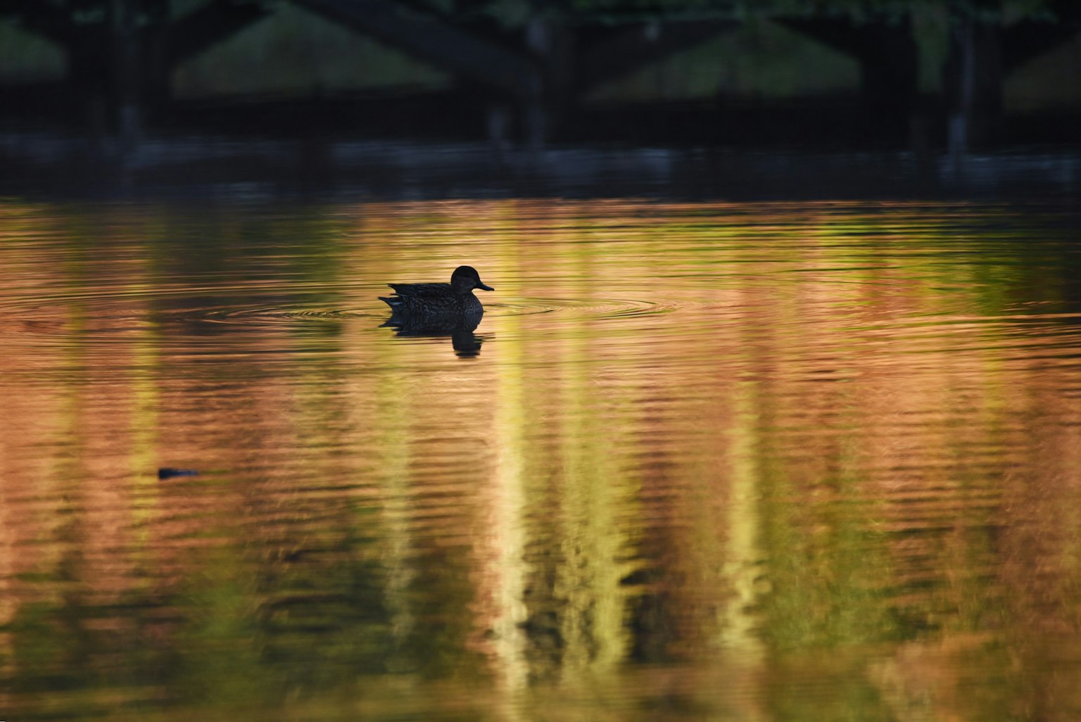 Silhouette einer Ente, die auf dem Wasser schwimmt, mit schönen Reflexionen im Hintergrund
