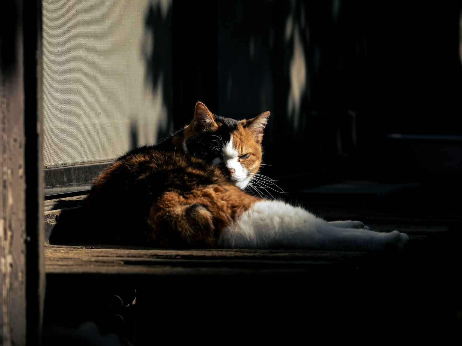 日向でくつろぐ茶色と白の猫