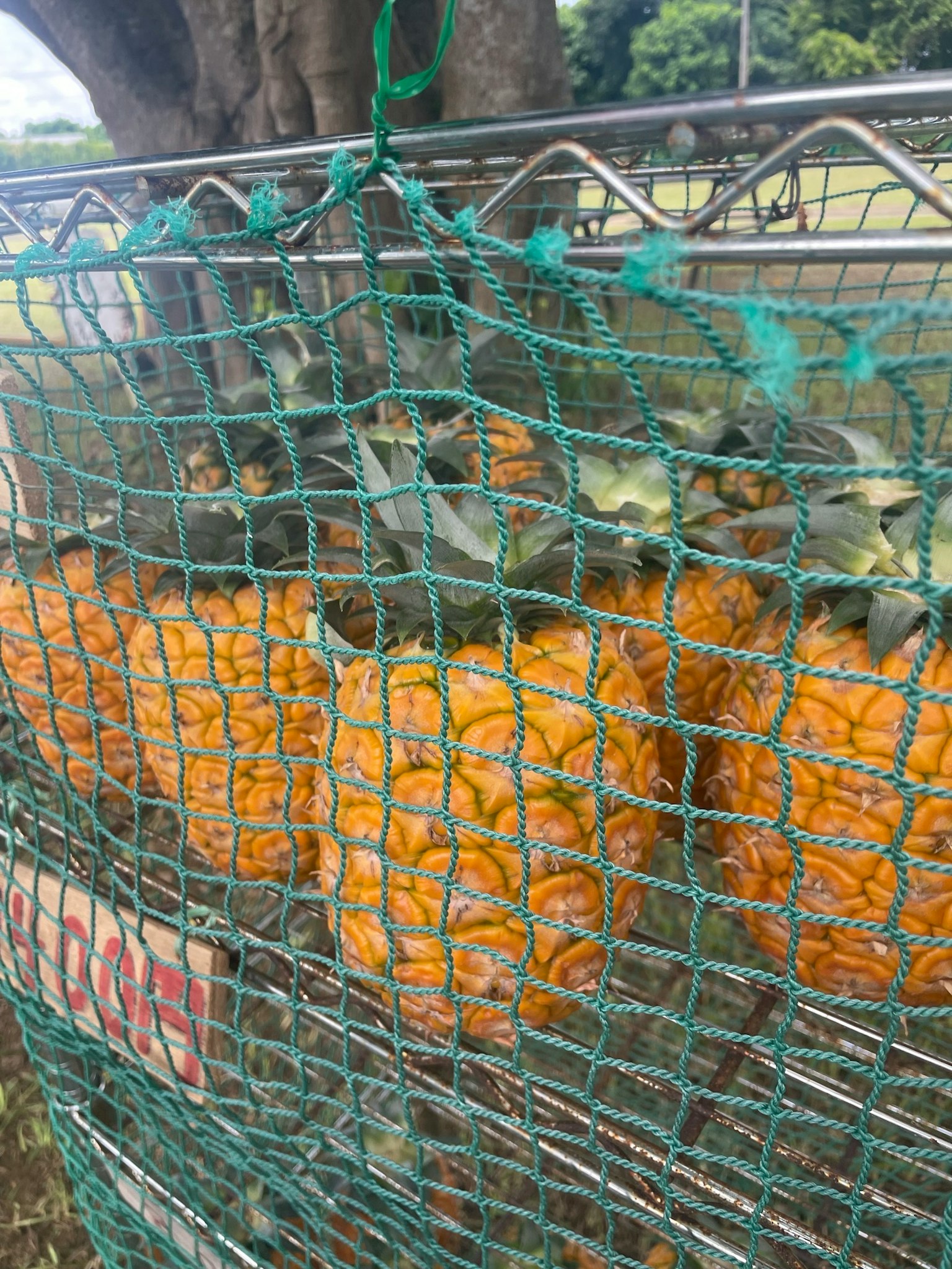 Ananas freschi in un cesto a rete all'aperto