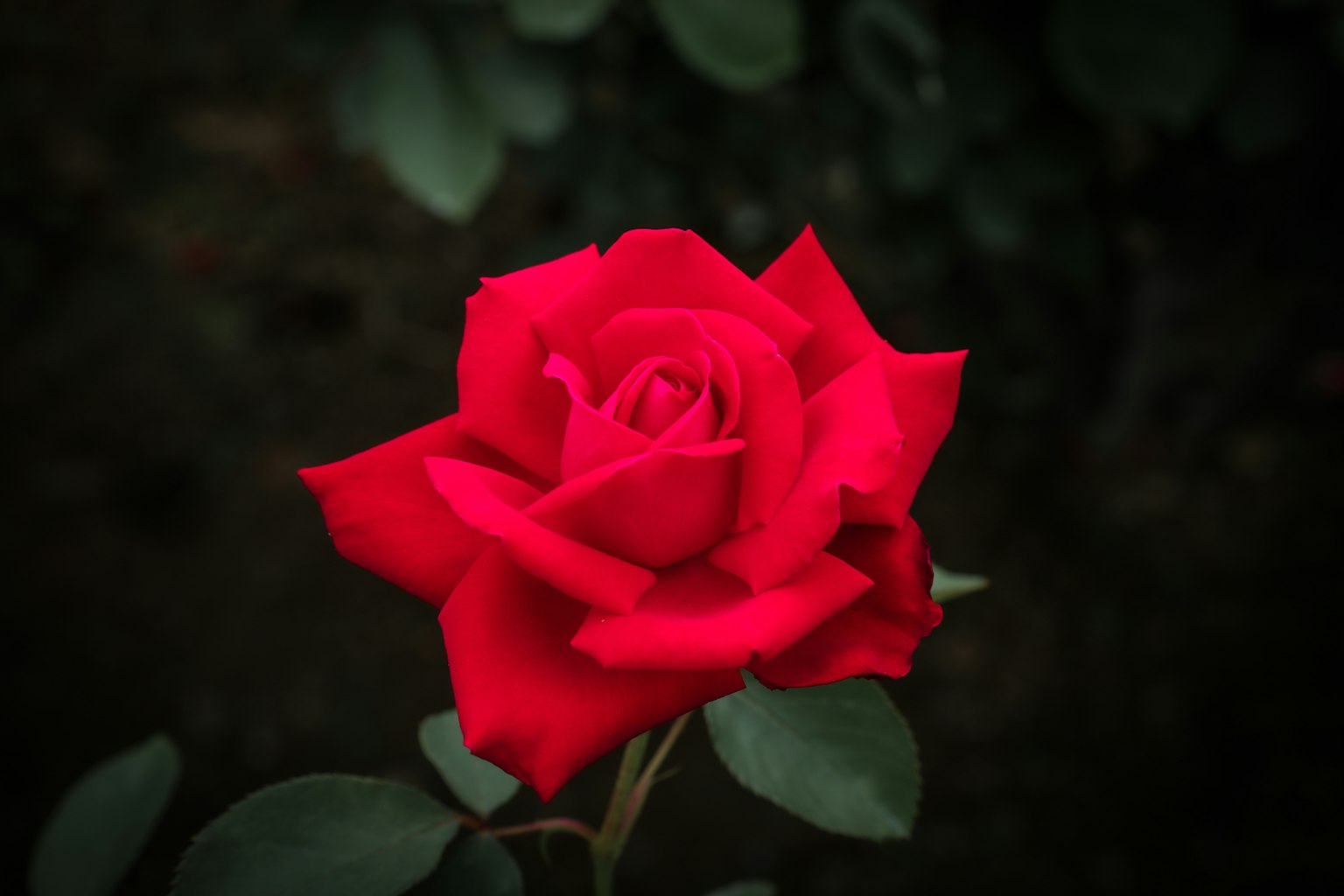 Helle rote Rose vor dunklem grünem Hintergrund