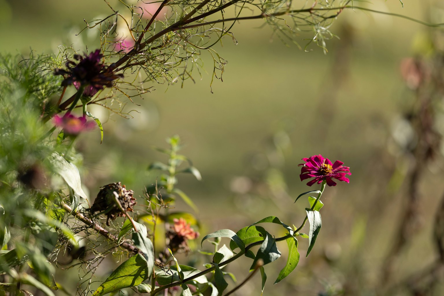 Colorful flowers blooming in a natural setting